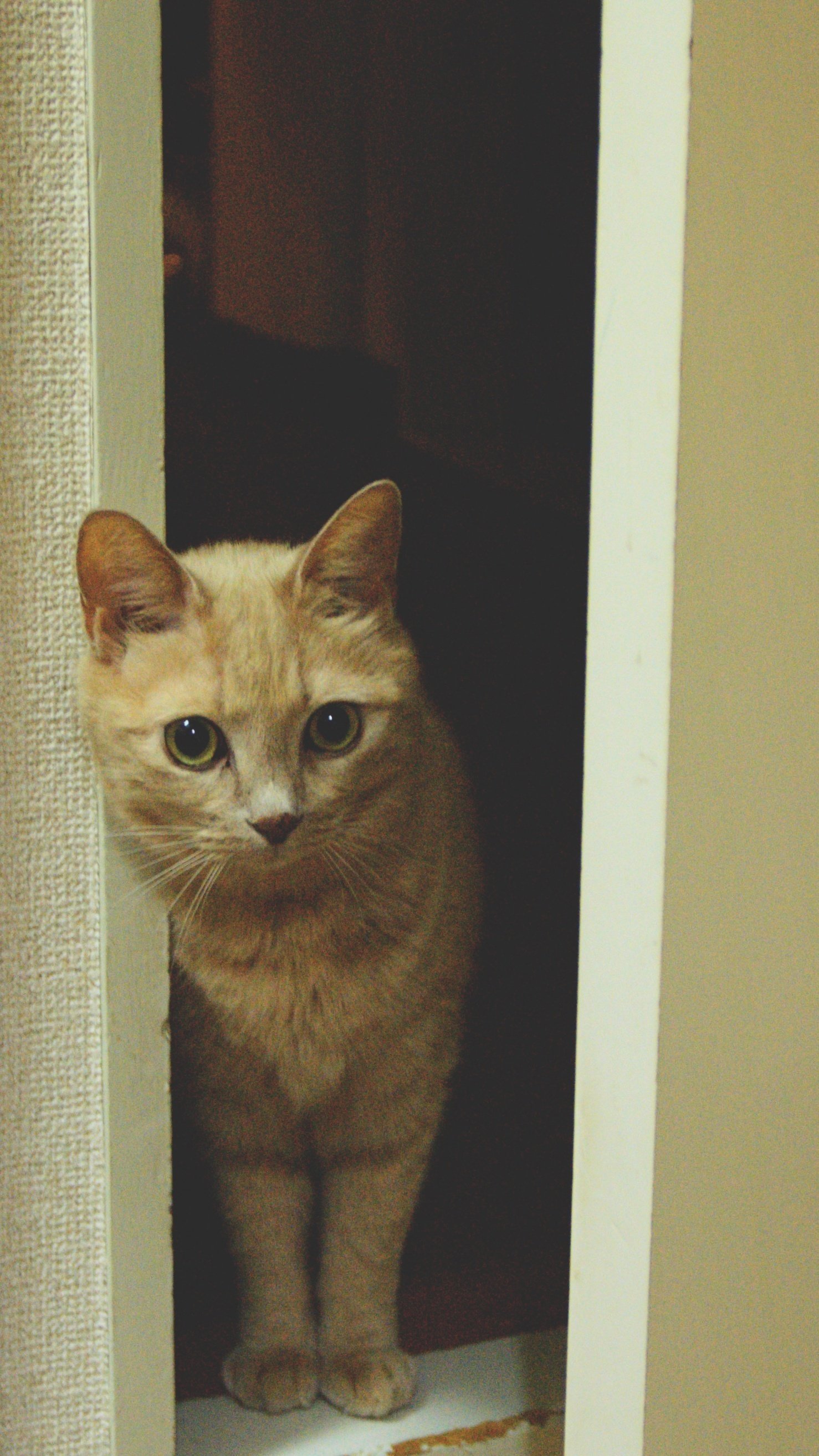 コスパおばけ】②Nikon D70、D70S 2024年に価格がバグってるアイテム