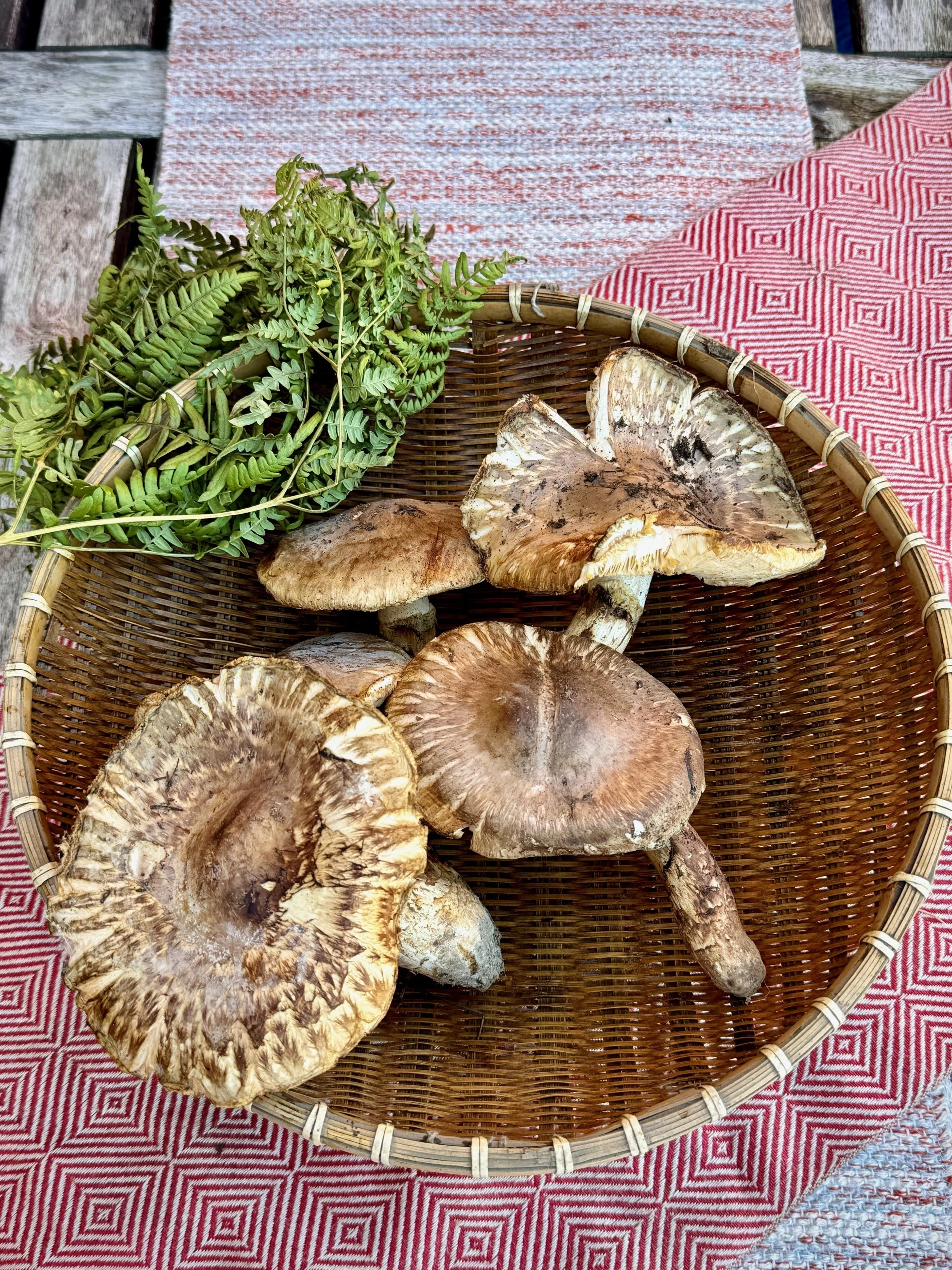 信州産松茸 615g 【公式通販】 信州産松茸 615g 【公式通販】