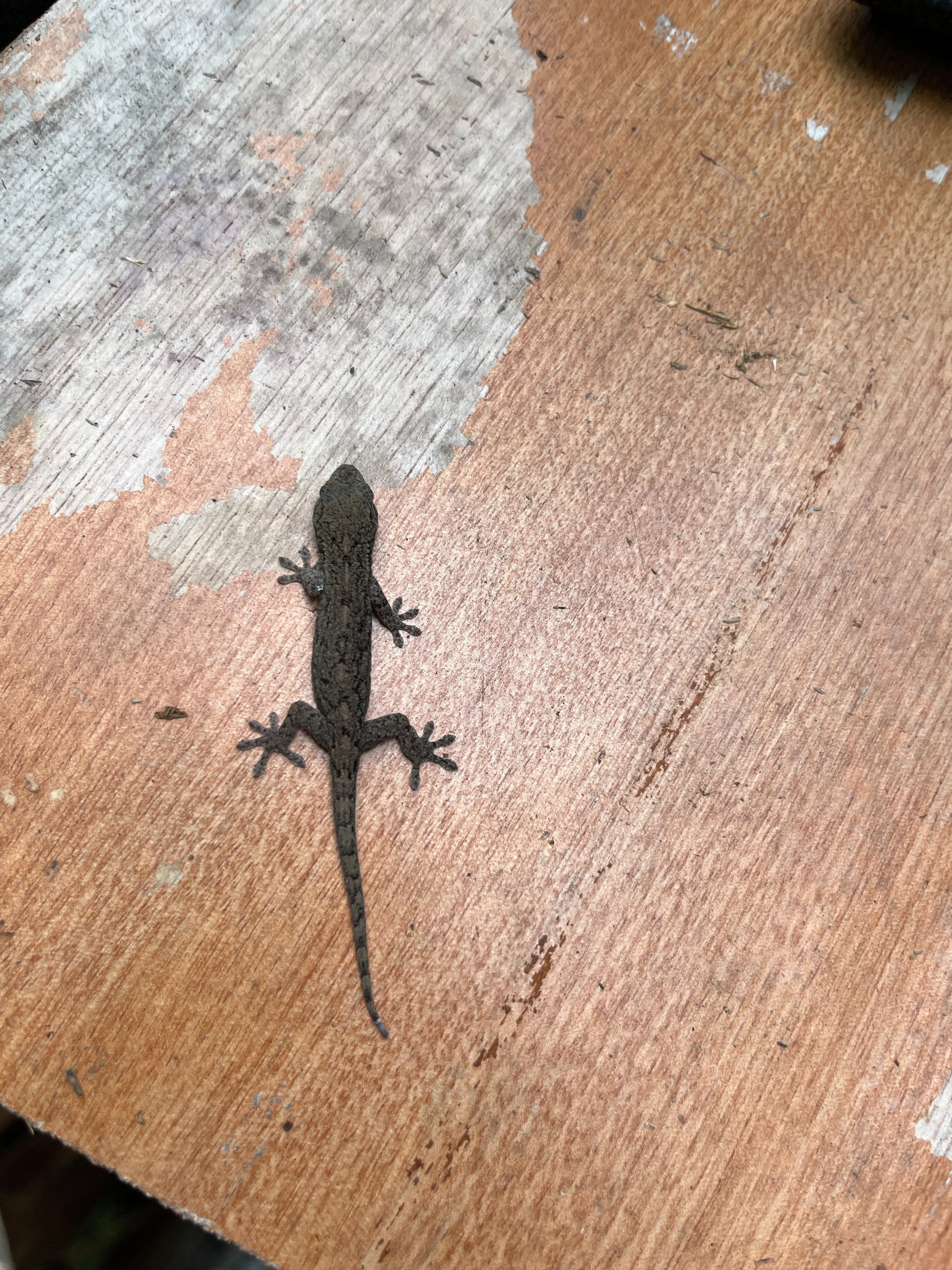 ニホンヤモリ｜川崎市黒川青少年野外活動センター