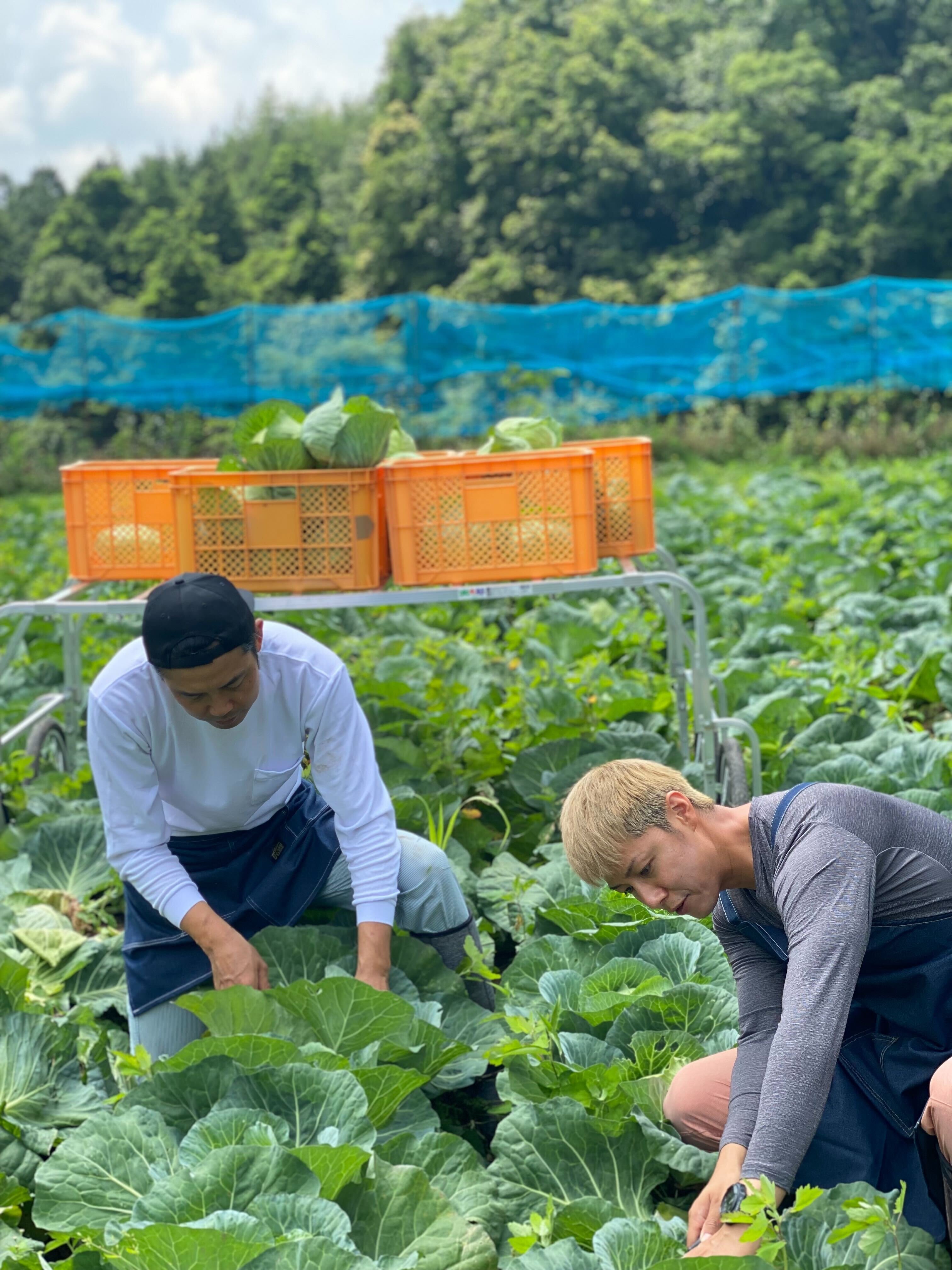 若い農家 Entering agriculture at age 30! Introducing a young tomato farmer