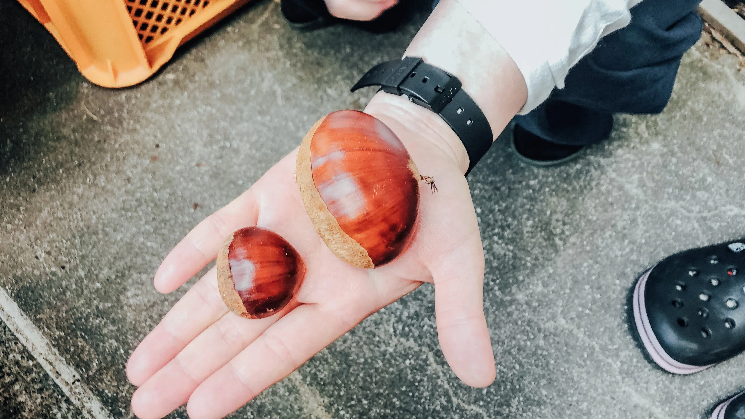 栗好き必見！話題のしまんと地栗モンブランとスイーツを味わう贅沢旅へ