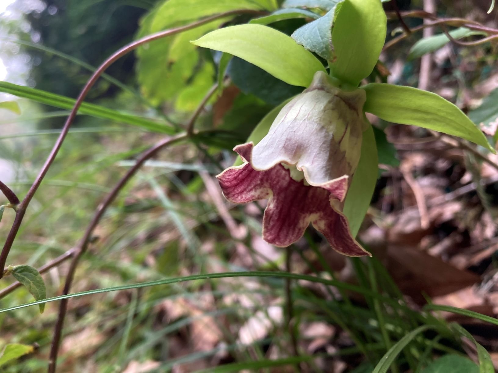 まさまる　アリ植物 アリオカルプス | Botanical Archive | ユニークなサボテンコレクション