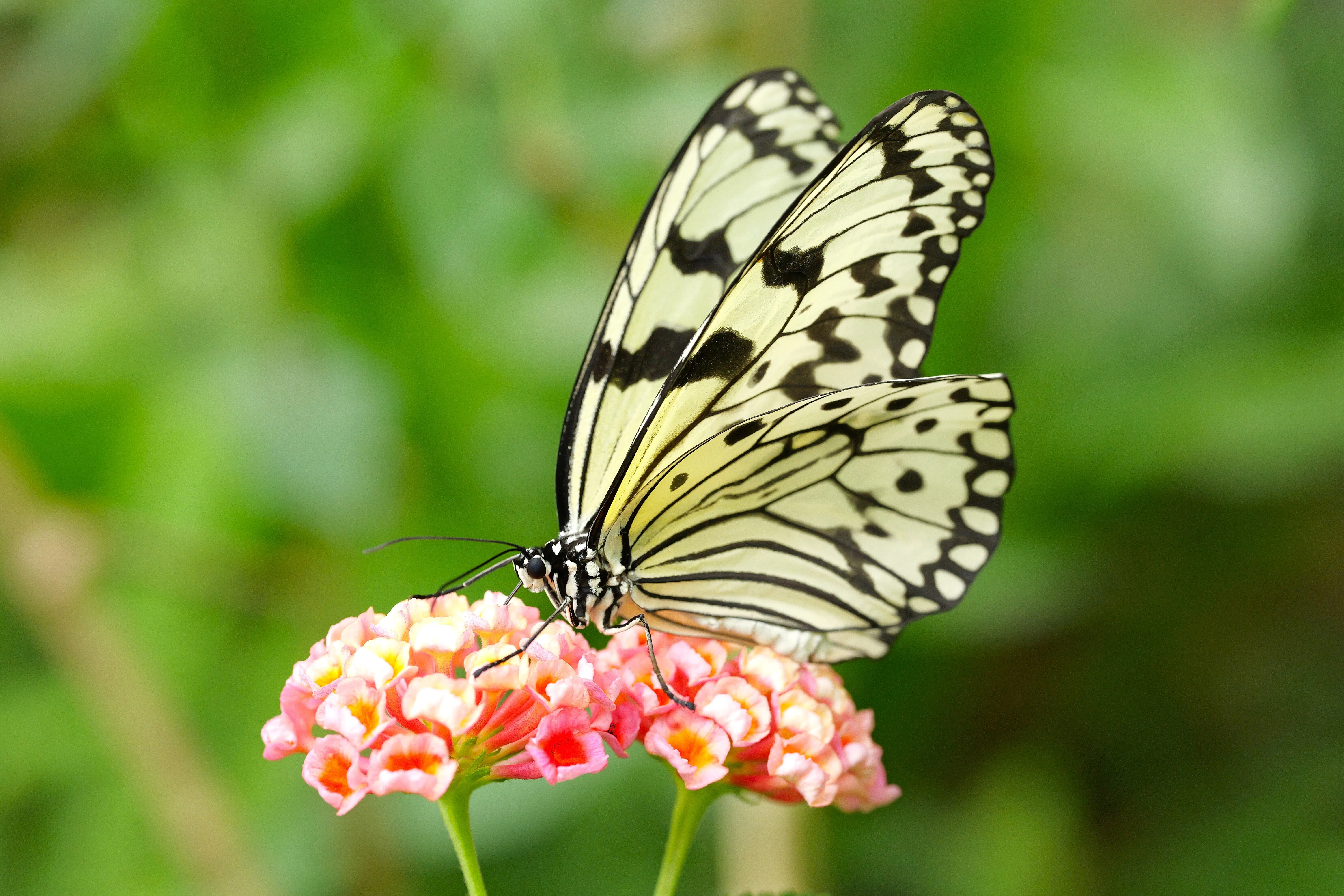 LUMIX S 100mm F2.8 MACRO 【Library】｜LUMIX Lens Letters