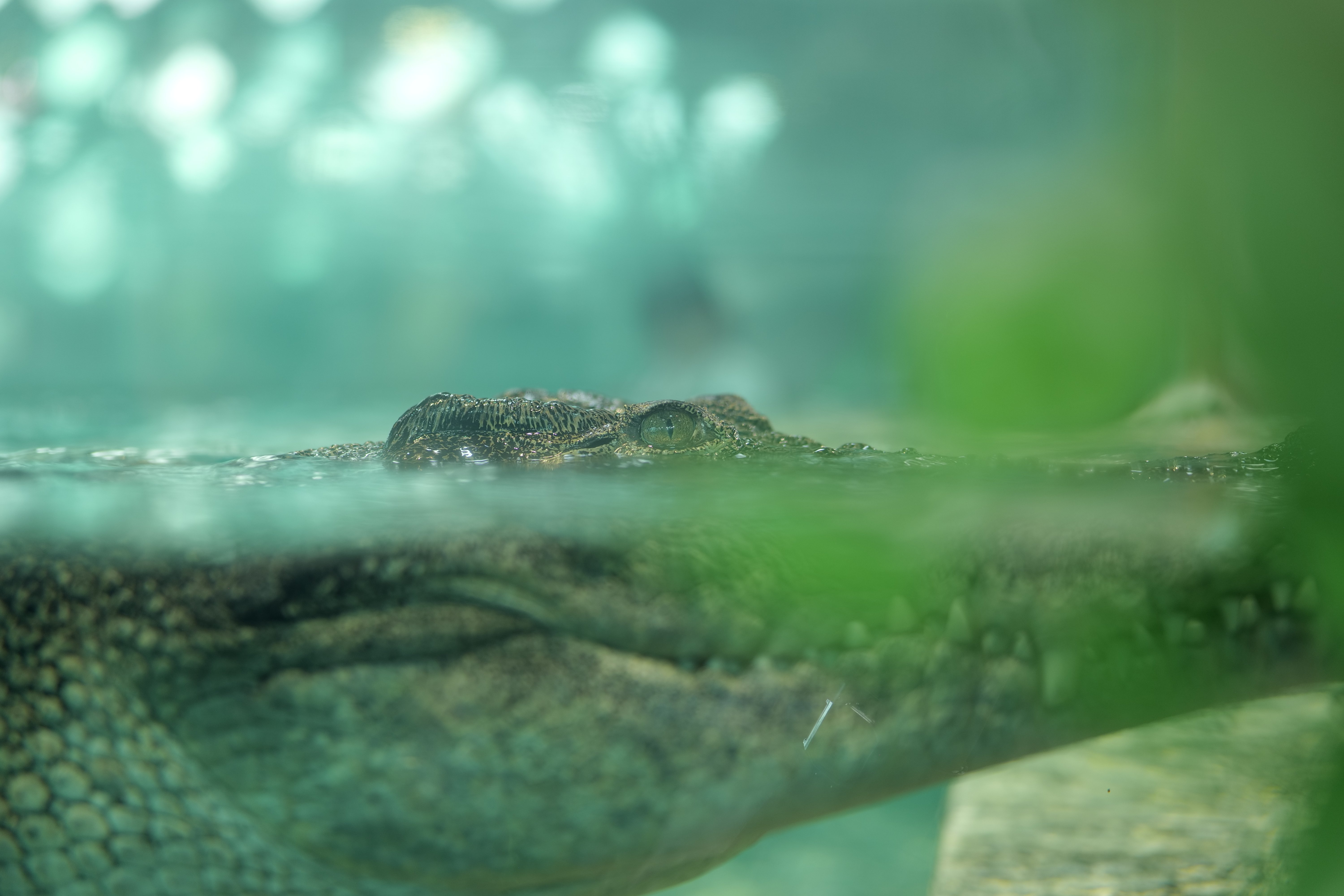 LUMIX S 50mm F1.8【Photo Journey #07】｜LUMIX Lens Letters