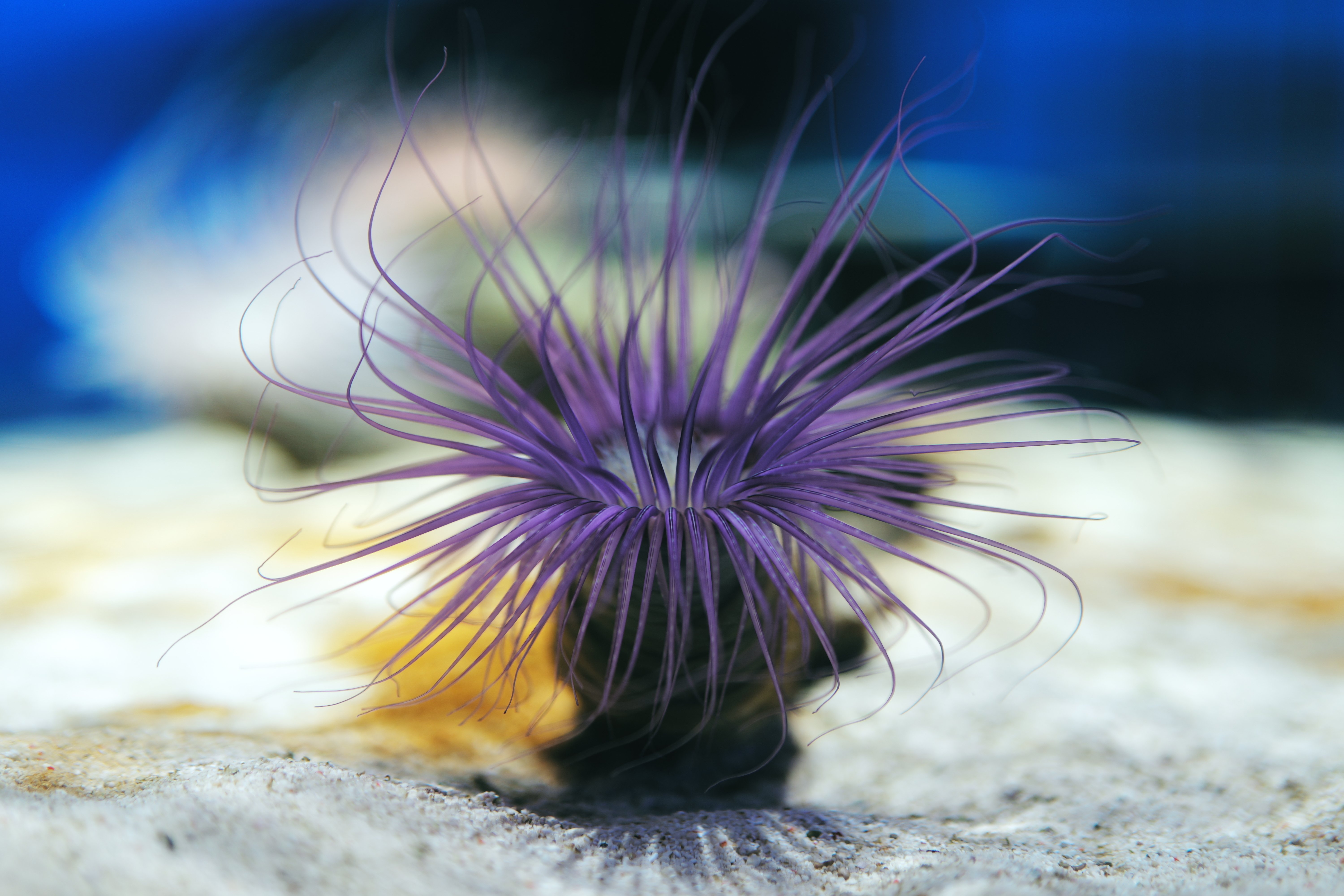 【作例あり】LUMIX 50mm F1.8 LUMIX S 50mm F1.8【Photo Journey #07】｜LUMIX Lens Letters