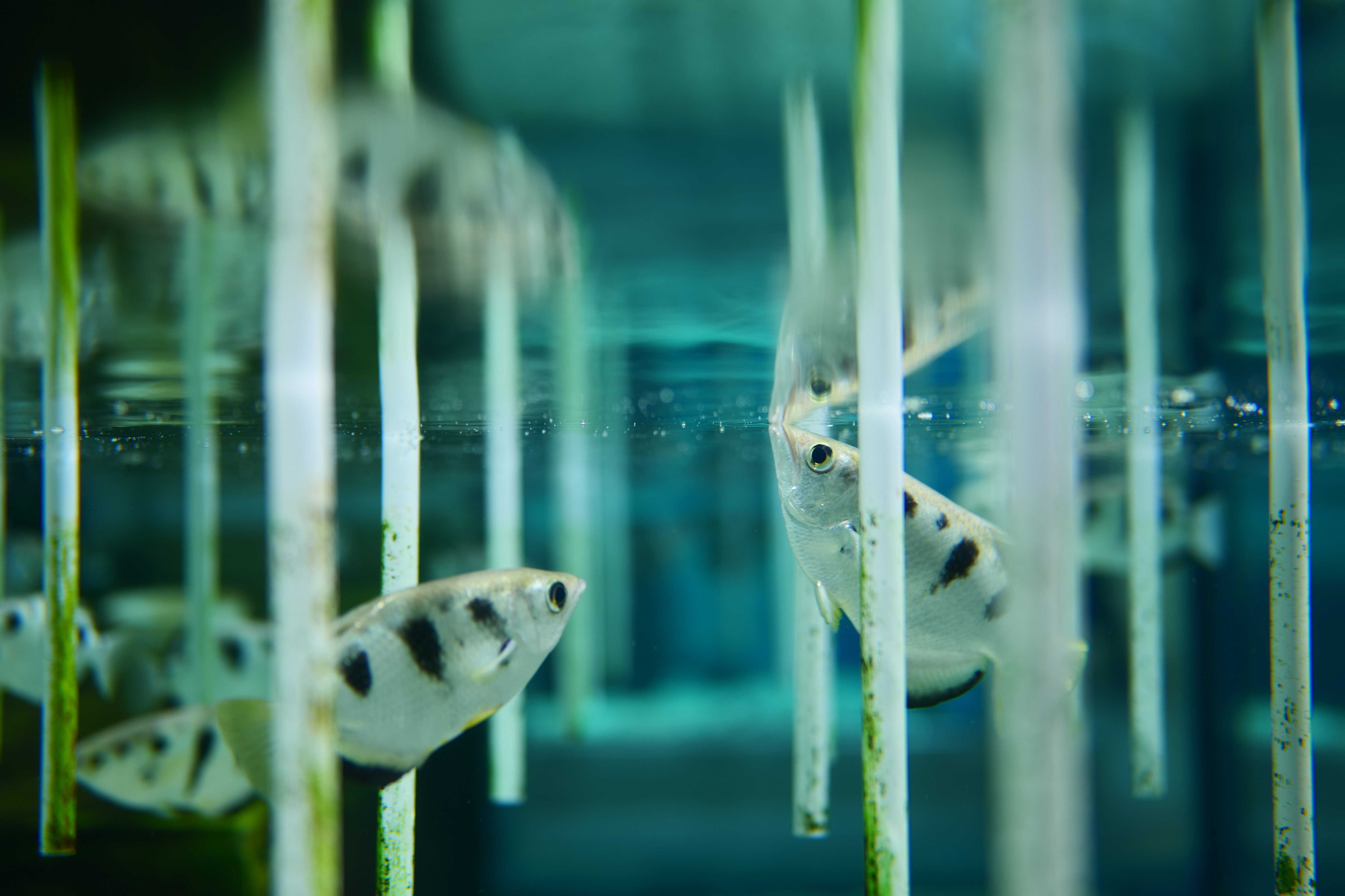 LUMIX S 50mm F1.8【Photo Journey #07】｜LUMIX Lens Letters