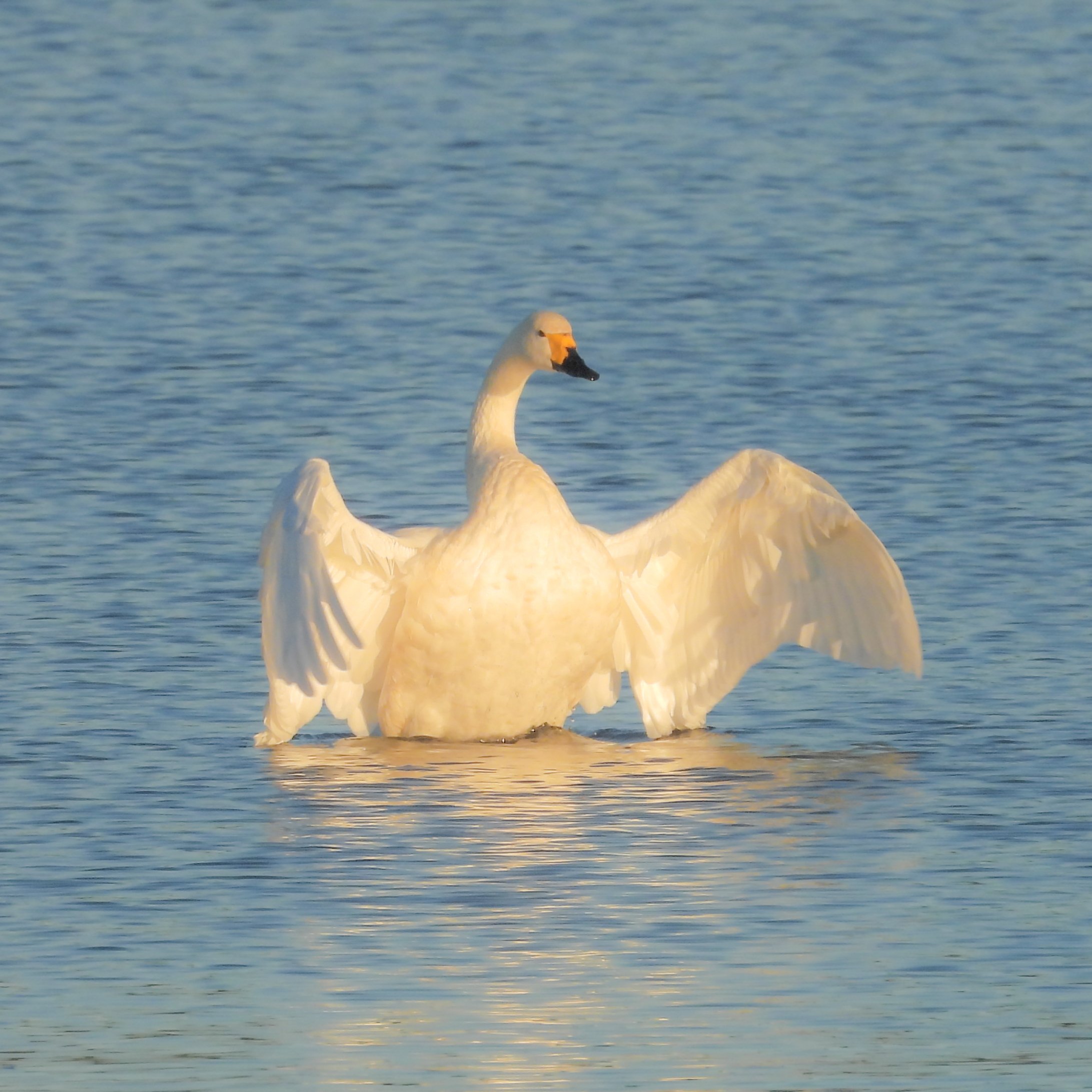 新潟、車なしでいく探鳥旅｜a little bird told me that