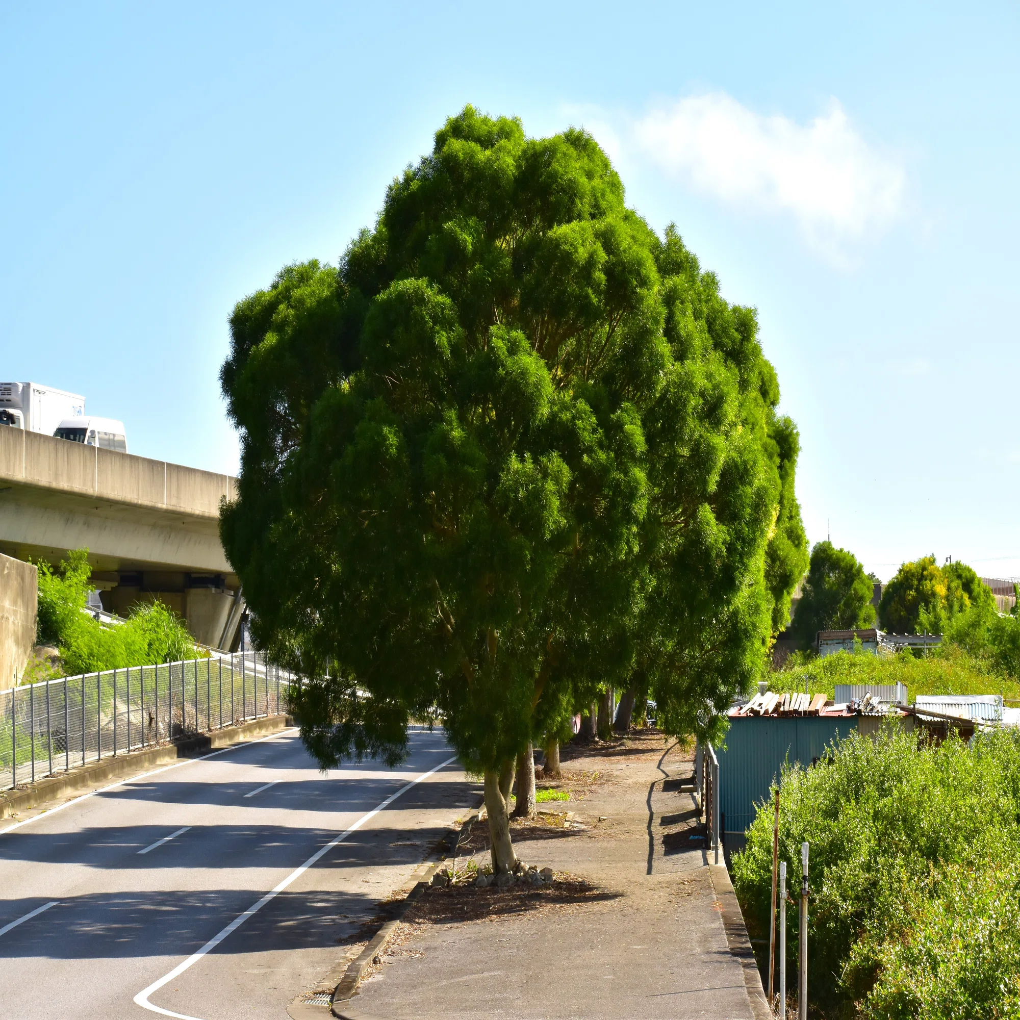 相思樹（ソウシジュ）の並木（南風原町）｜沖縄散歩人