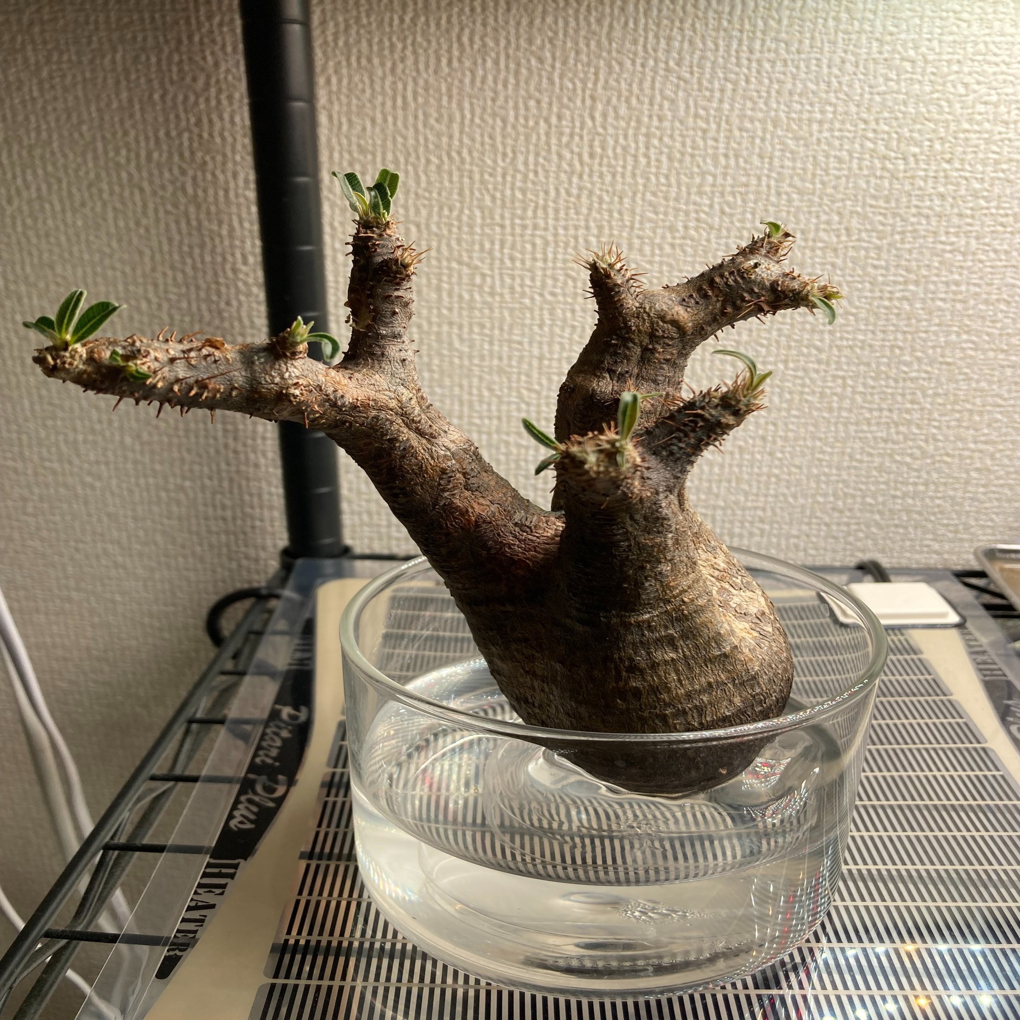 グラキリス ベアルート株 状態良好 爆大 超感謝価格 グラキリス　ベアルート　状態良好