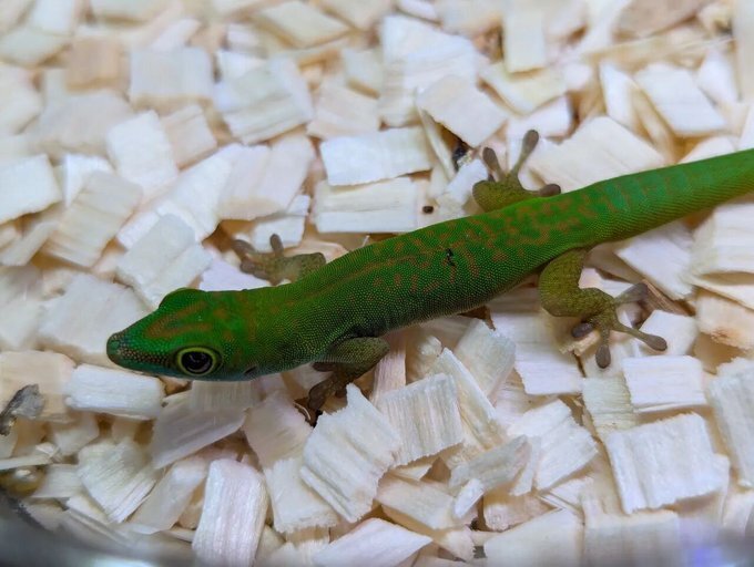 ヒルヤモリの飼育繁殖図鑑 day gecko Phelsuma，Lygodactylus