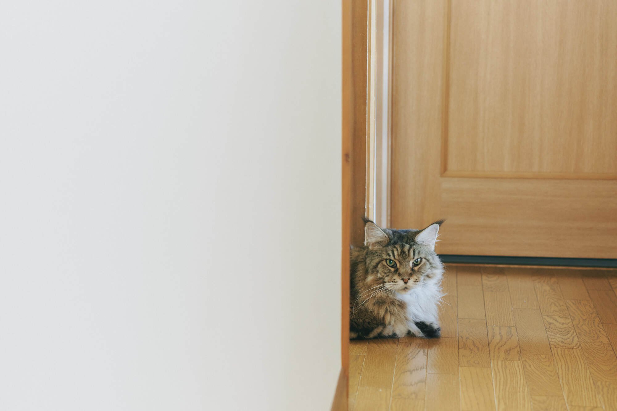 ネコハナ」代表に聞いた!花屋で購入できる猫OKな花7選|ヤマト ネコハナ」代表に聞いた!花屋で購入できる猫OKな花7選|ヤマト