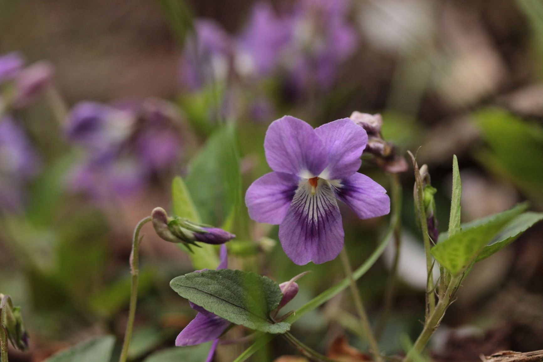 アリを好む花、好まざる花｜あぶらやま植物ブログ⑩｜ABURAYAMA FUKUOKA