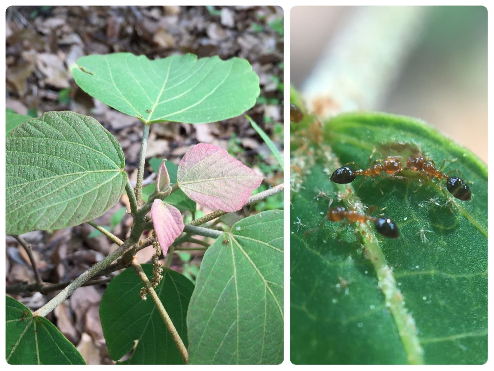 アリを好む花、好まざる花｜あぶらやま植物ブログ⑩｜ABURAYAMA FUKUOKA