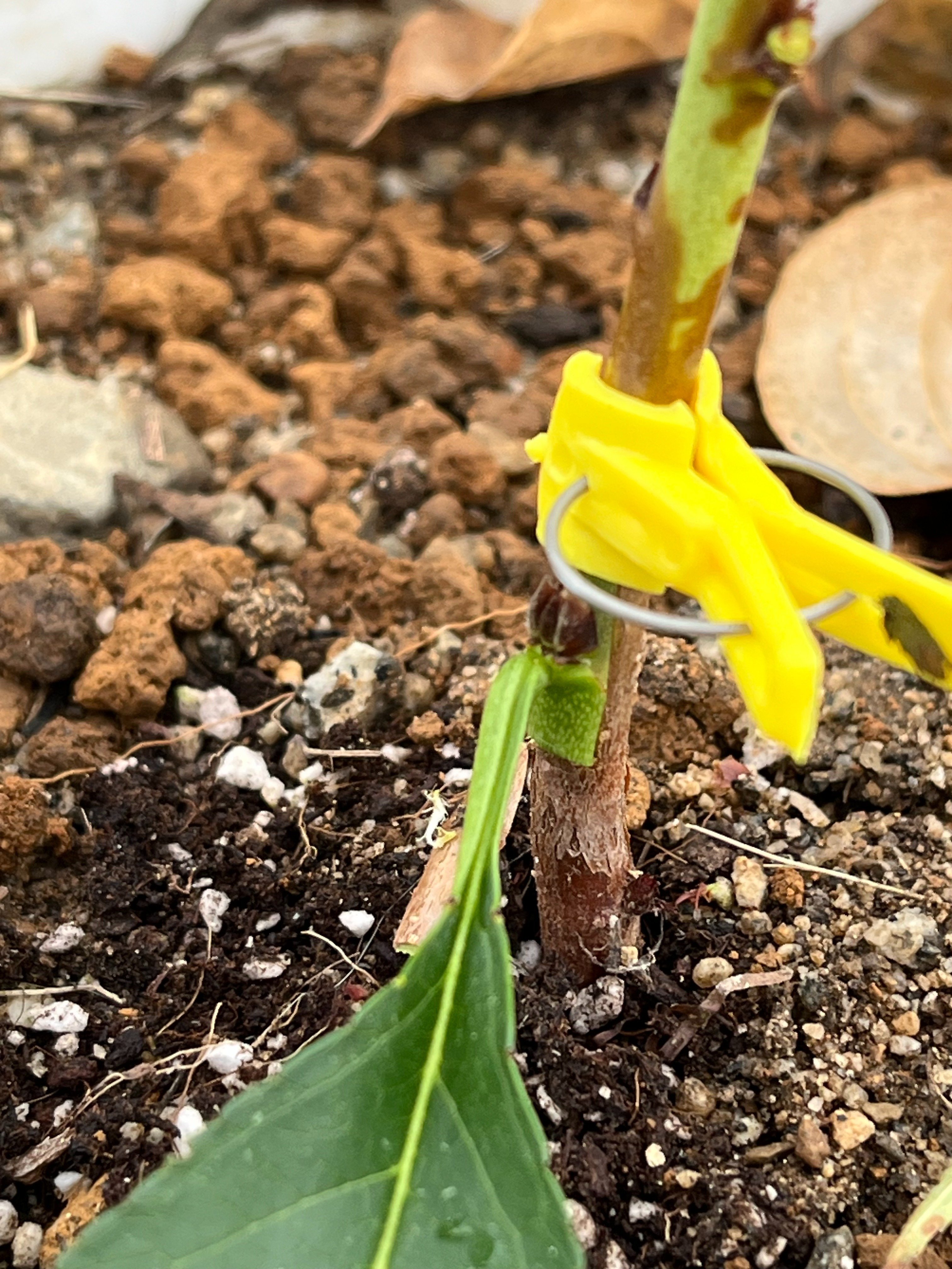 芽接ぎ｜あじゃれ