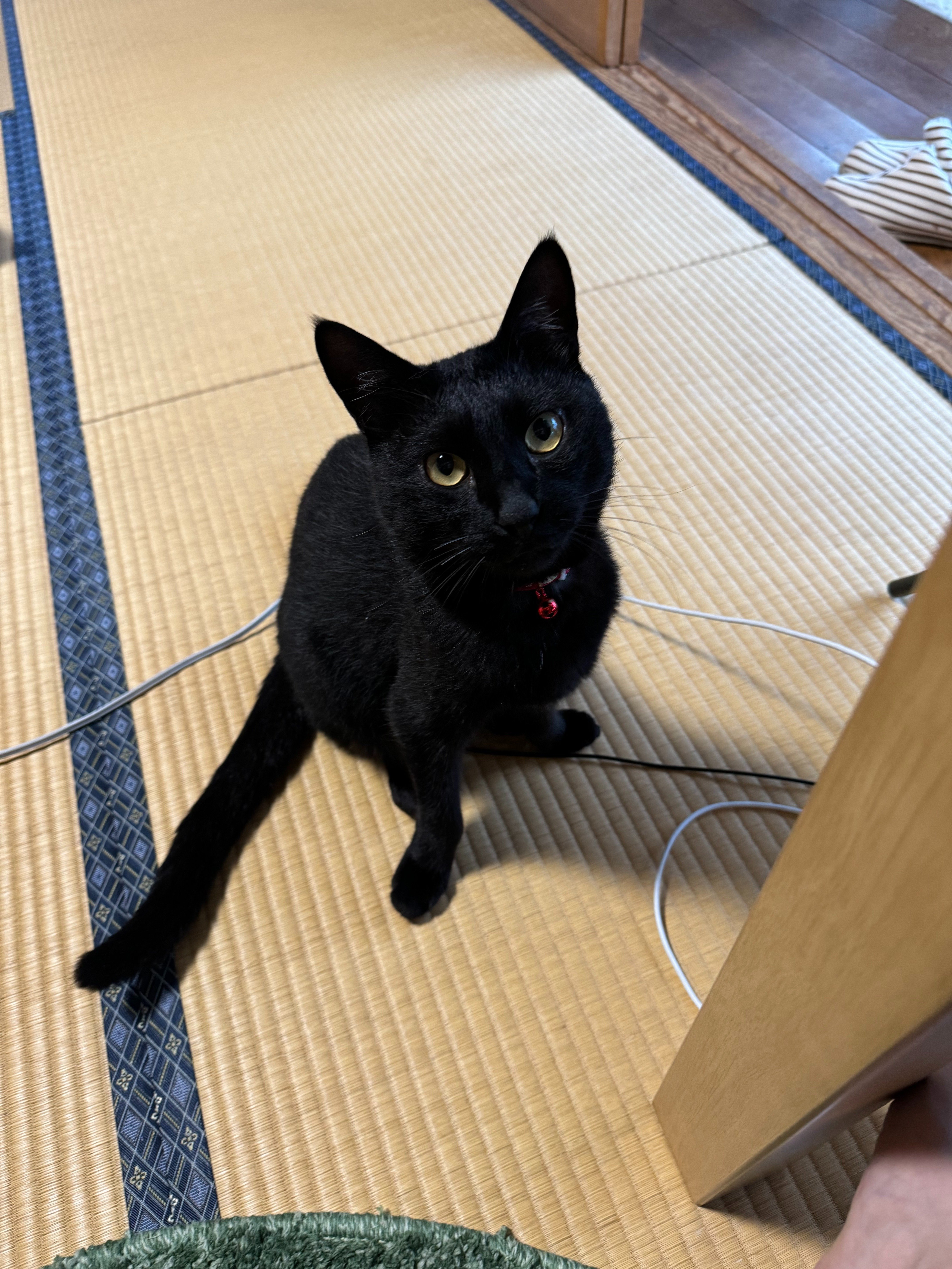 我が家の猫ちゃん紹介します｜シンディ