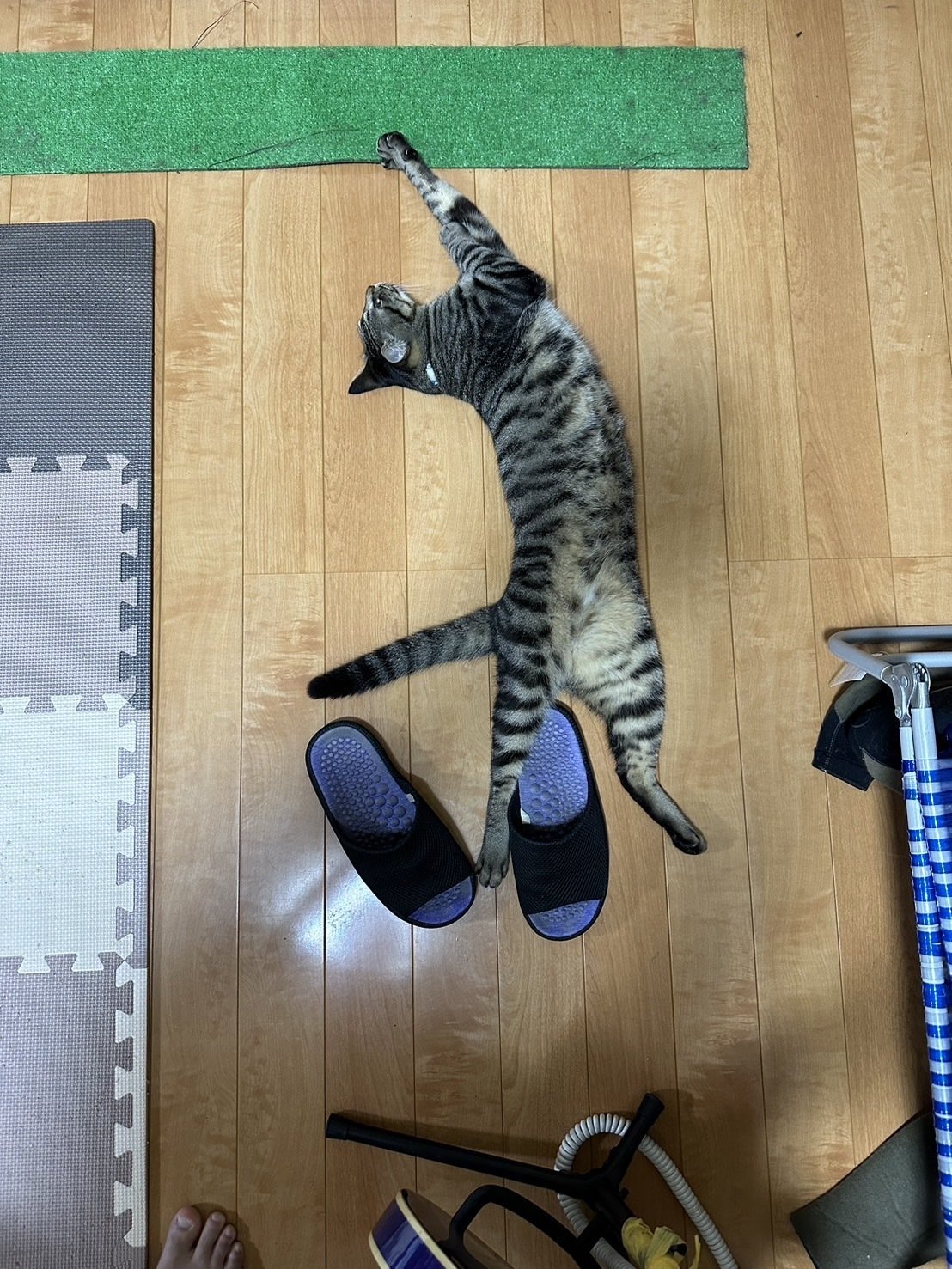 ねこページ IRIS OHYAMA 猫 ケージ キャットケージ 3段 大型 猫ケージ