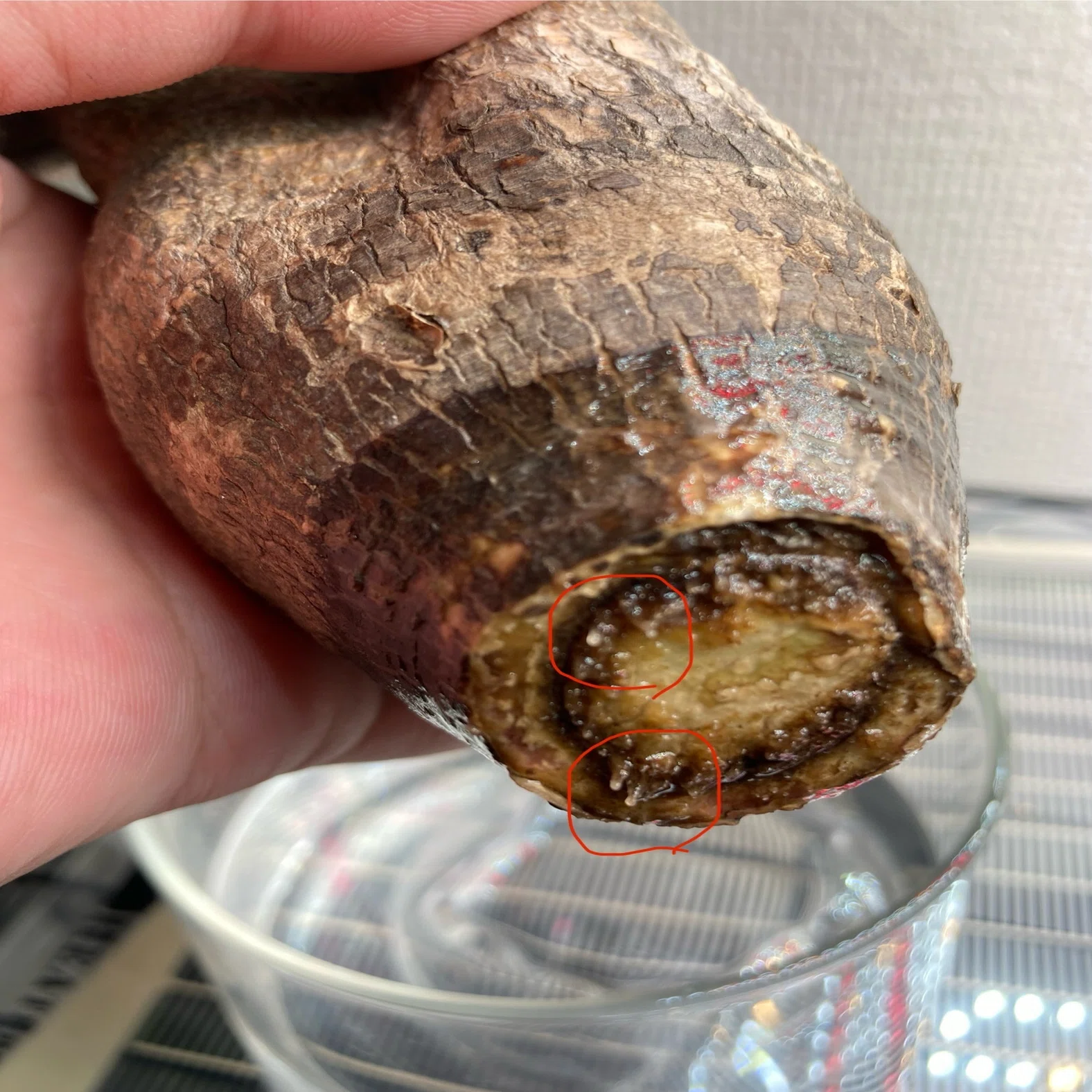 初心者がグラキリスベアルート株の発根管理に挑戦。Pt.2｜.plants 
