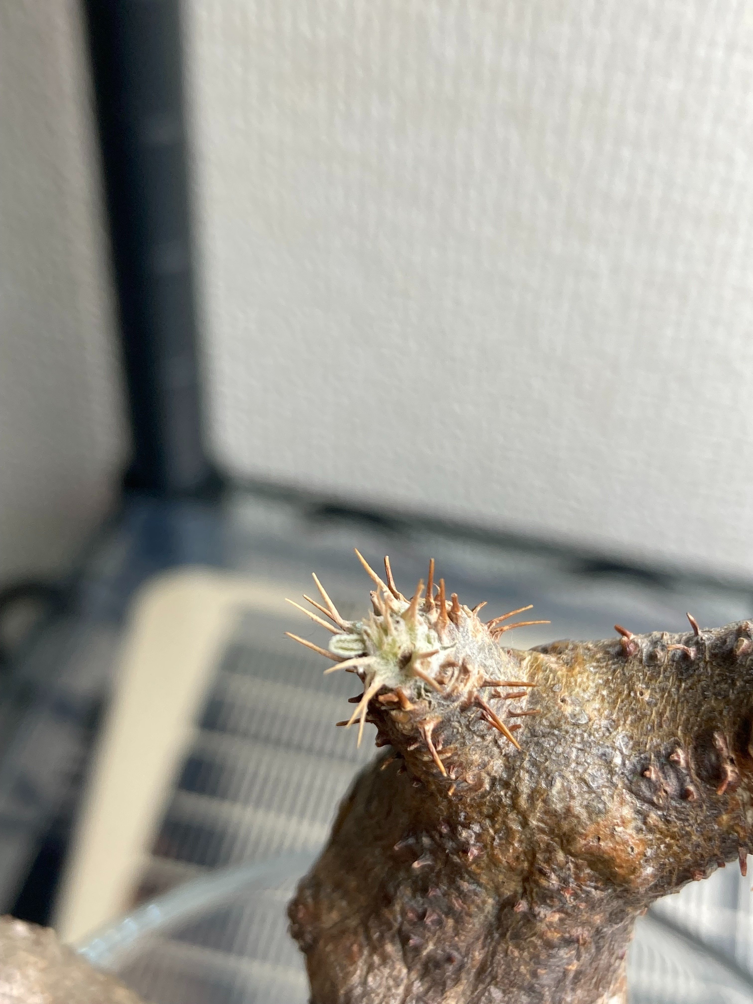 初心者がグラキリスベアルート株の発根管理に挑戦。Pt.2｜.plants