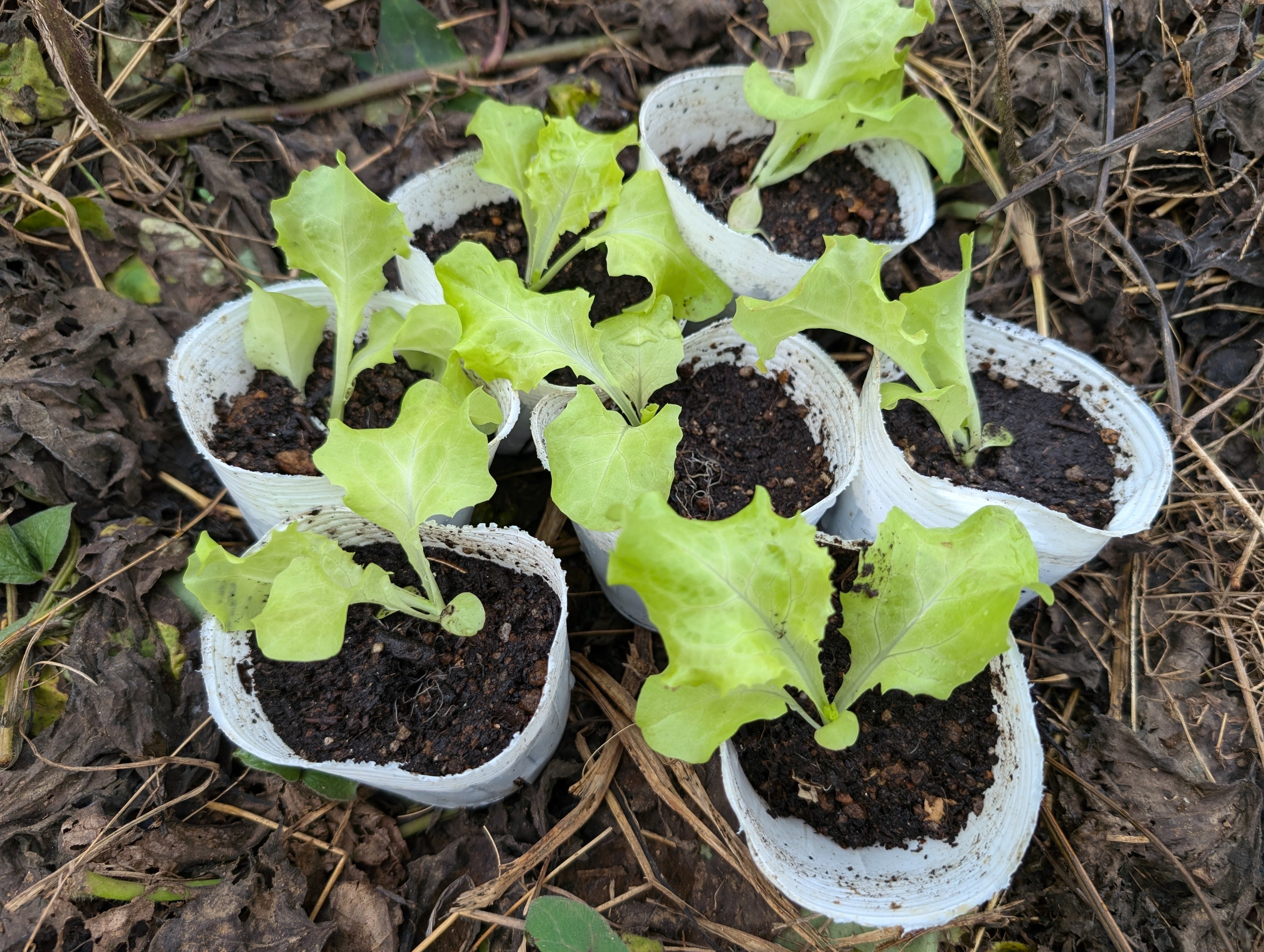 サニーレタス苗 20本 栽培期間中農薬不使用 超簡単！】サニーレタス栽培 美味しく育てる4つのテクニック|サニー