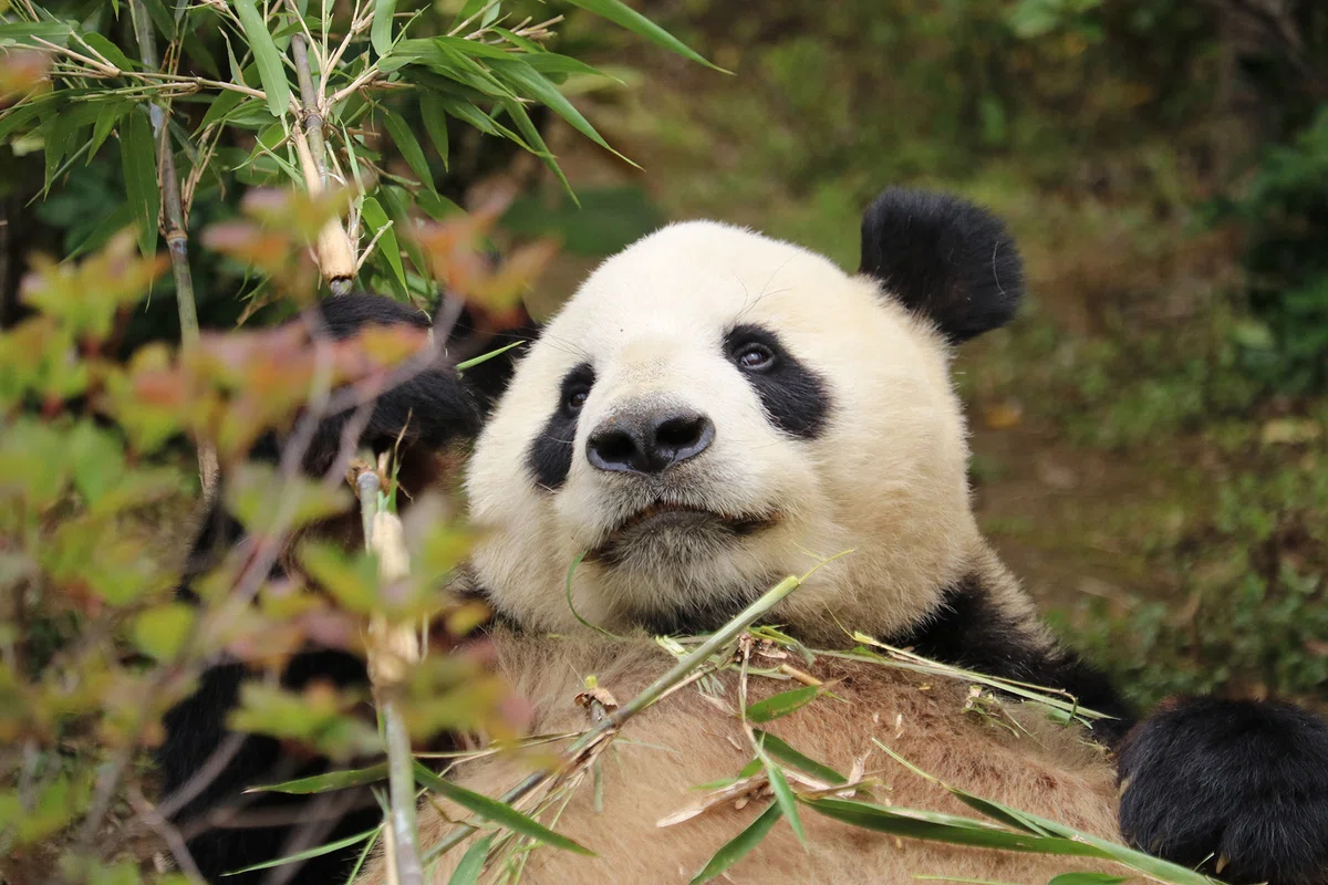 初来日したカンカンとランランのパンダ舎はトラ舎だった？【上野動物園 