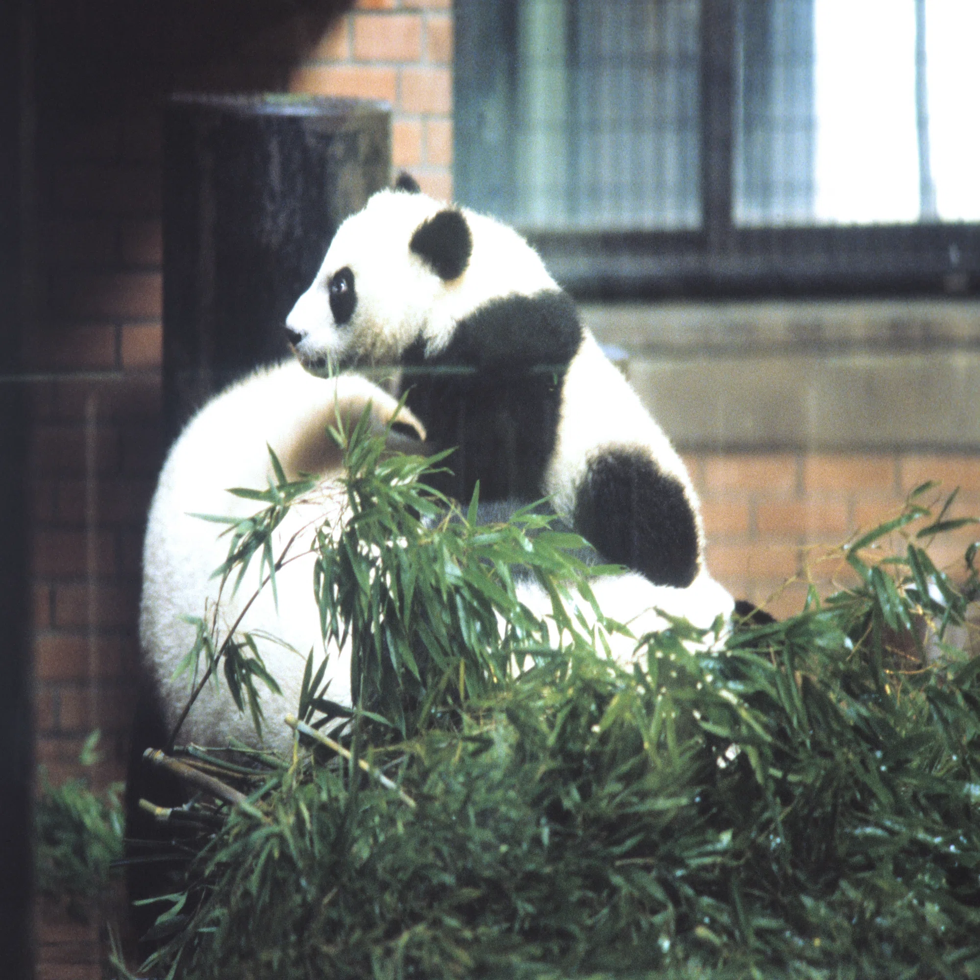 初来日したカンカンとランランのパンダ舎はトラ舎だった？【上野動物園 