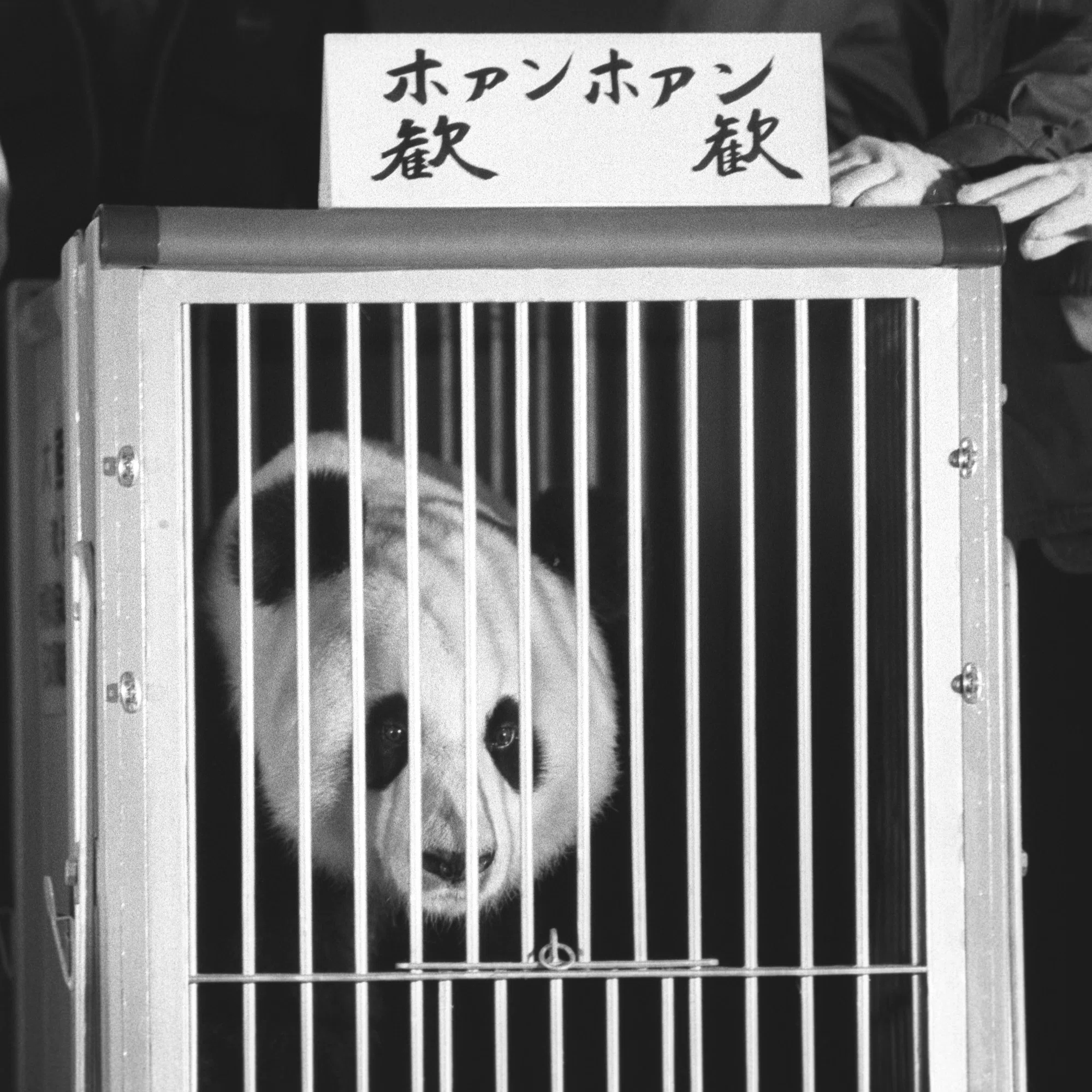 初来日したカンカンとランランのパンダ舎はトラ舎だった？【上野動物園 