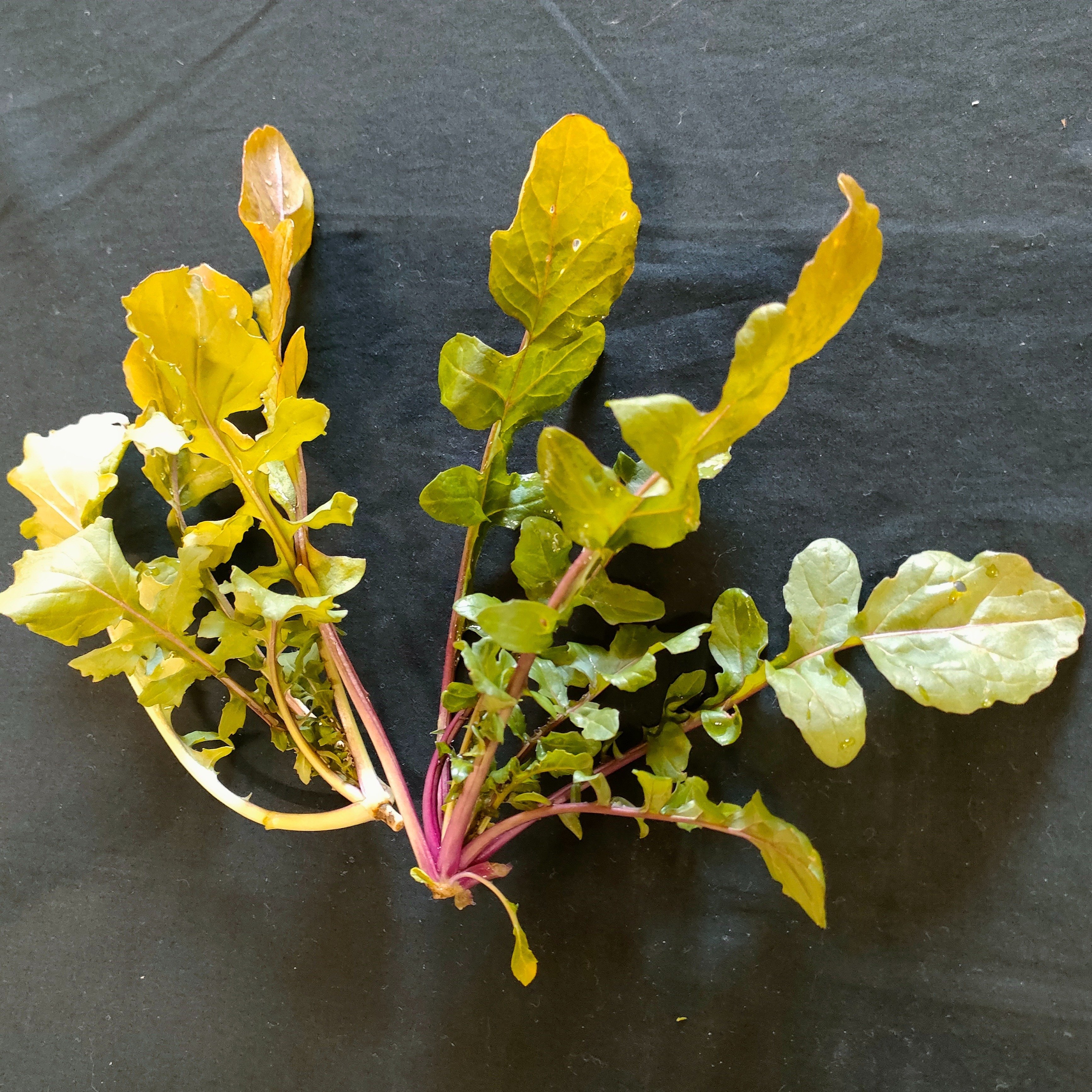 ルッコラのおいしい、いただき方｜しあわせ野菜畑代表