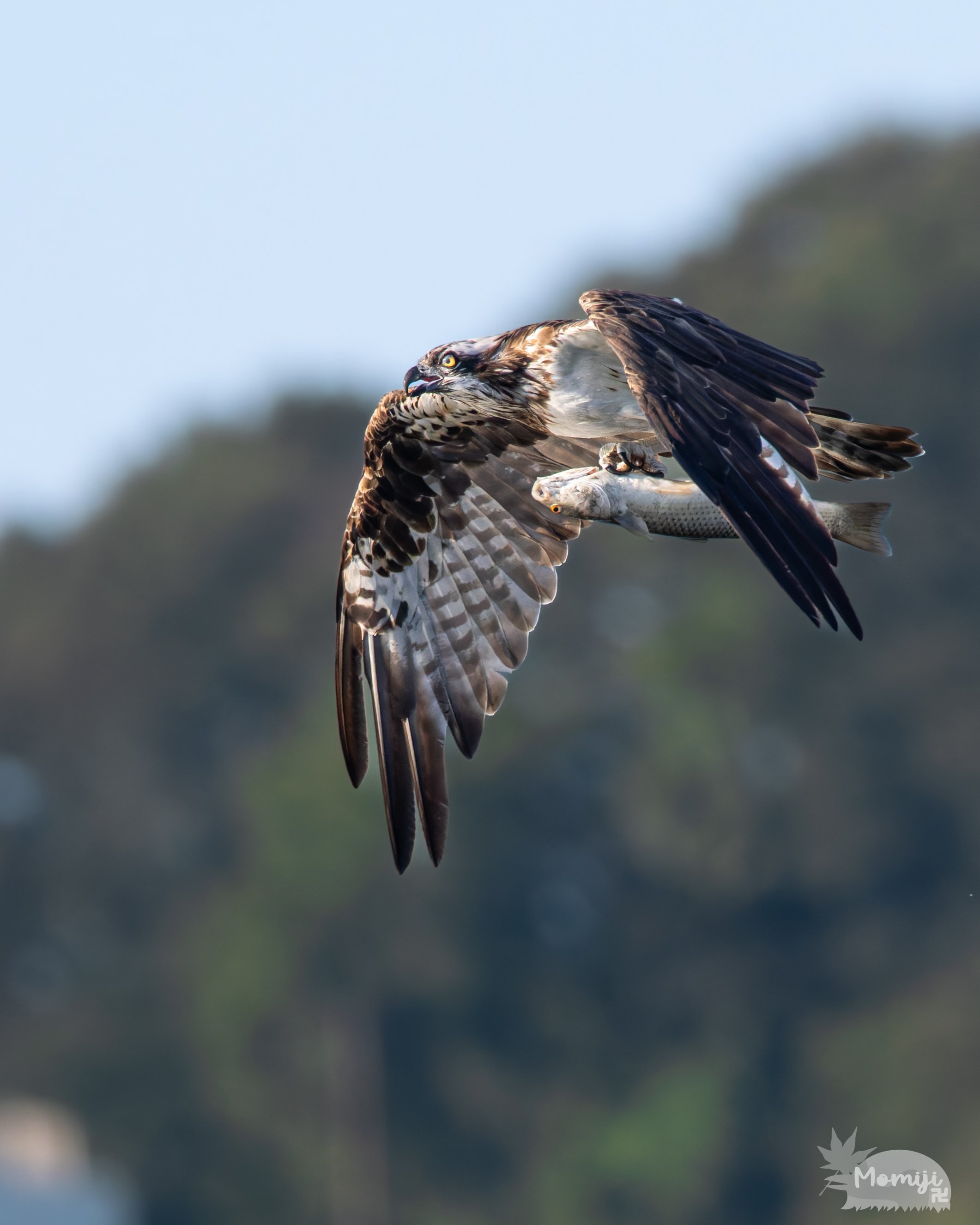 マイクロフォーサーズ随一の描写力を誇る超望遠単焦点の世界 / M.ZUIKO