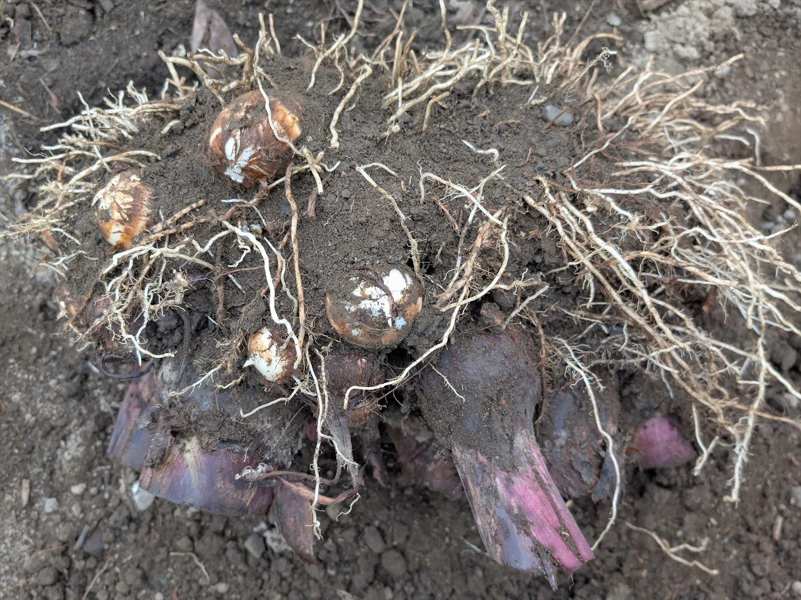 サトイモの収穫 その1 親芋を植えた株はどうなったのかな？甥だの姪だ