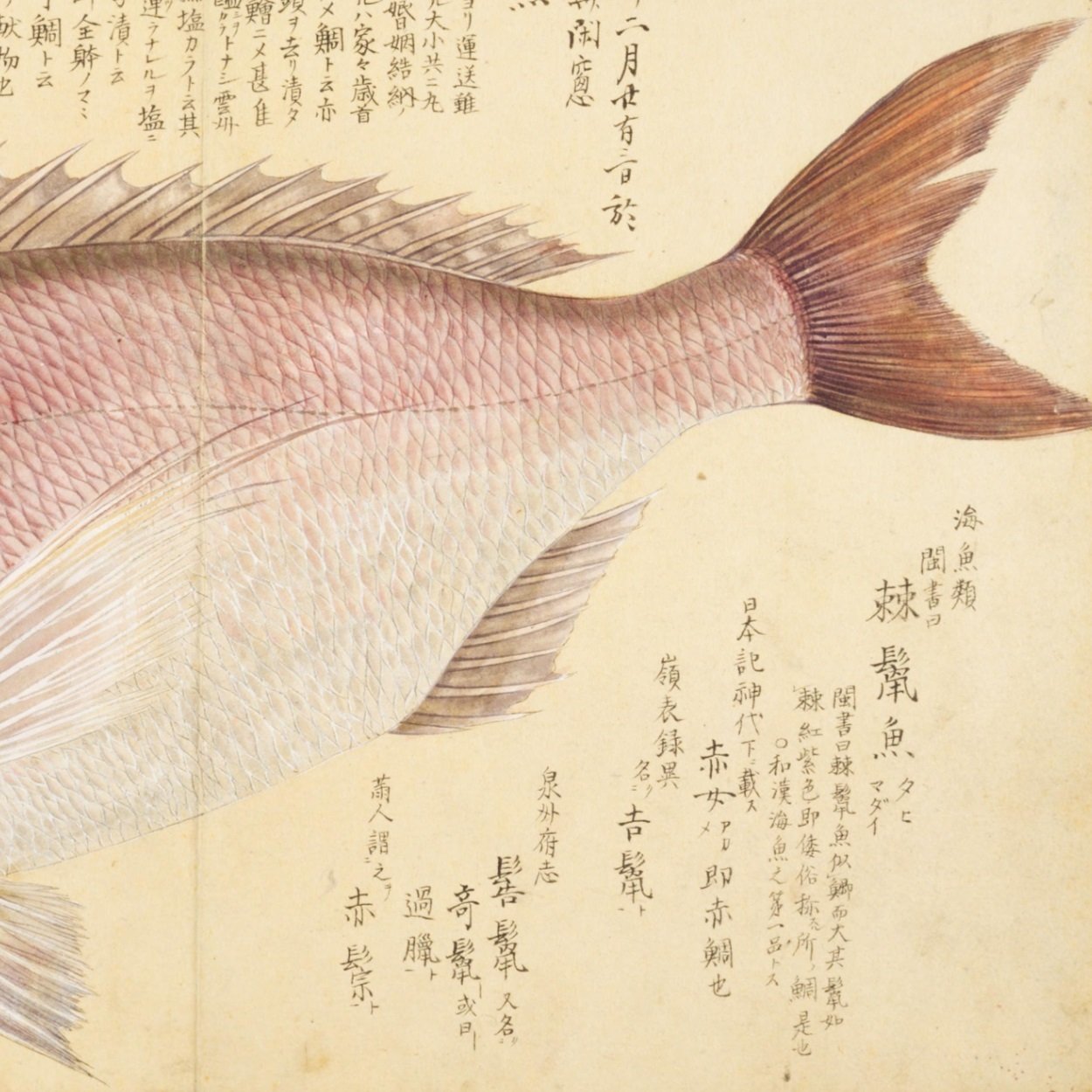 梅園魚品図正】(49) 鯛（たひ）｜mominaina