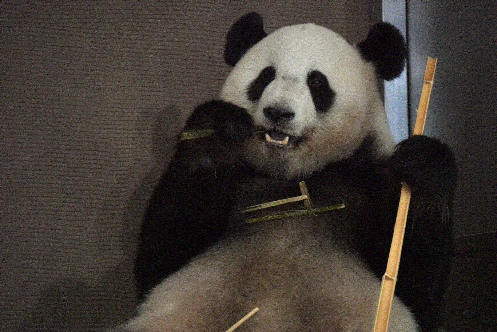 感謝DAY①｜柚子