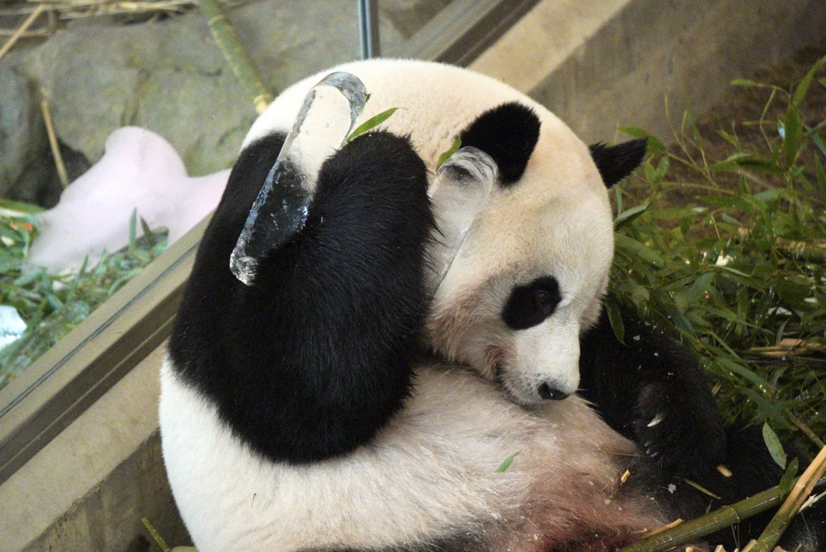 感謝DAY①｜柚子