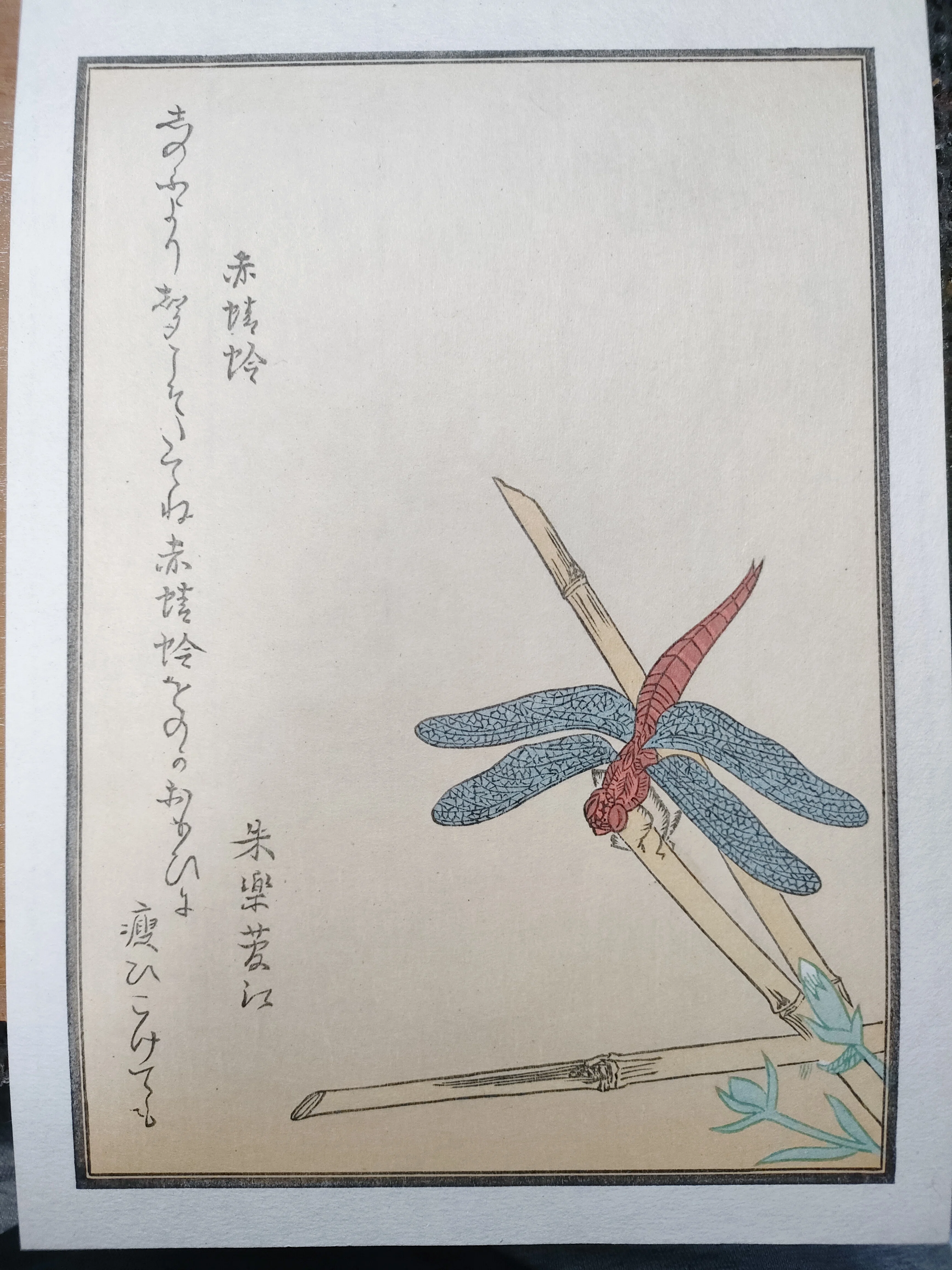【朝顔に蜻蛉図】山下春月 2723 掛け軸 肉筆 アサガオにトンボ ちょこっと木版画の中へ『赤とんぼ』｜康恵のアトリエ