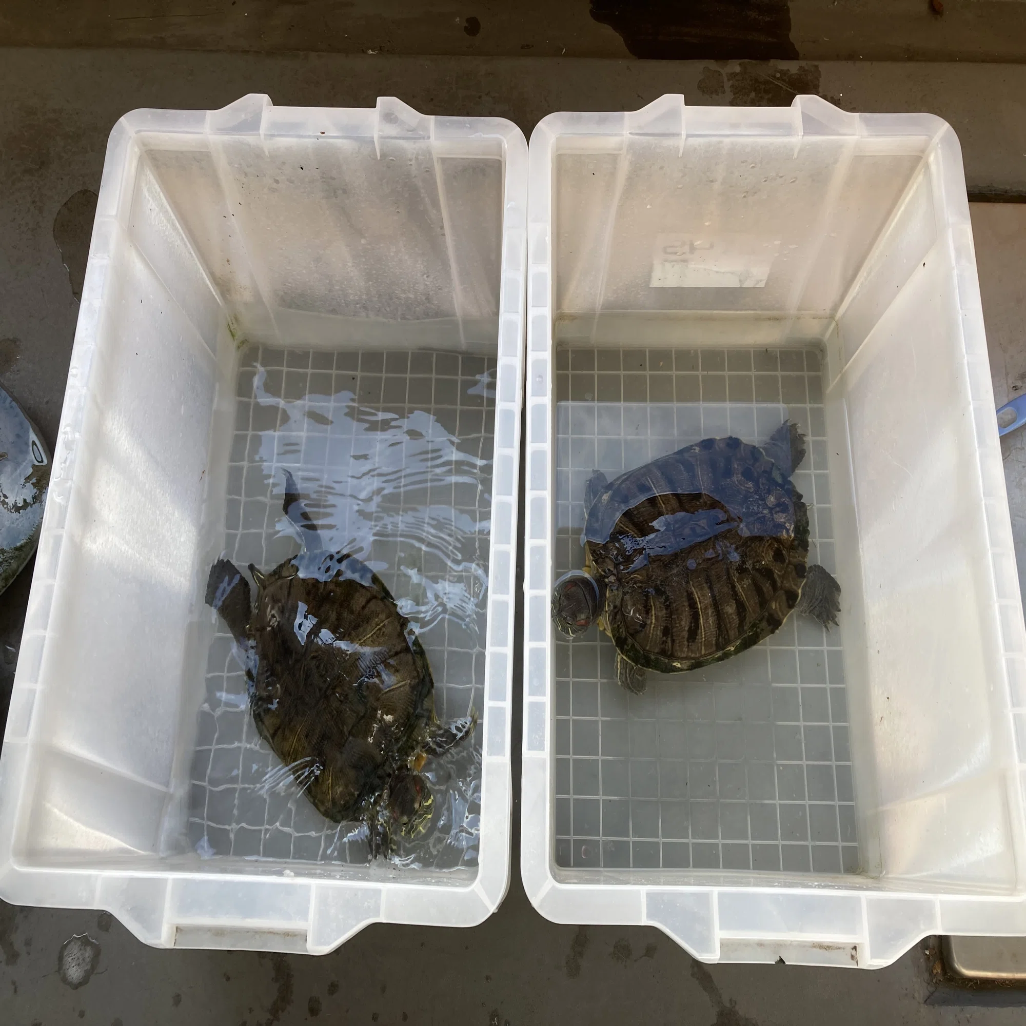 短歌一首】 人に寄る子ガメを噛みて連れ去りし母の躾ける野生の掟｜猫 