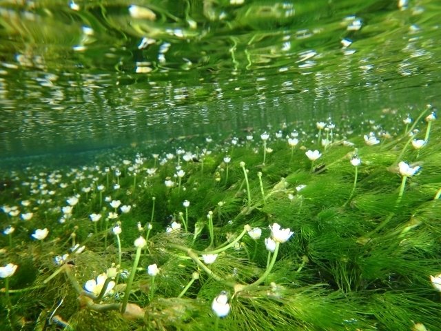 油彩/梅花藻のある川 油彩/梅花藻のある川 油彩/梅花藻のある川 油彩/梅花藻の