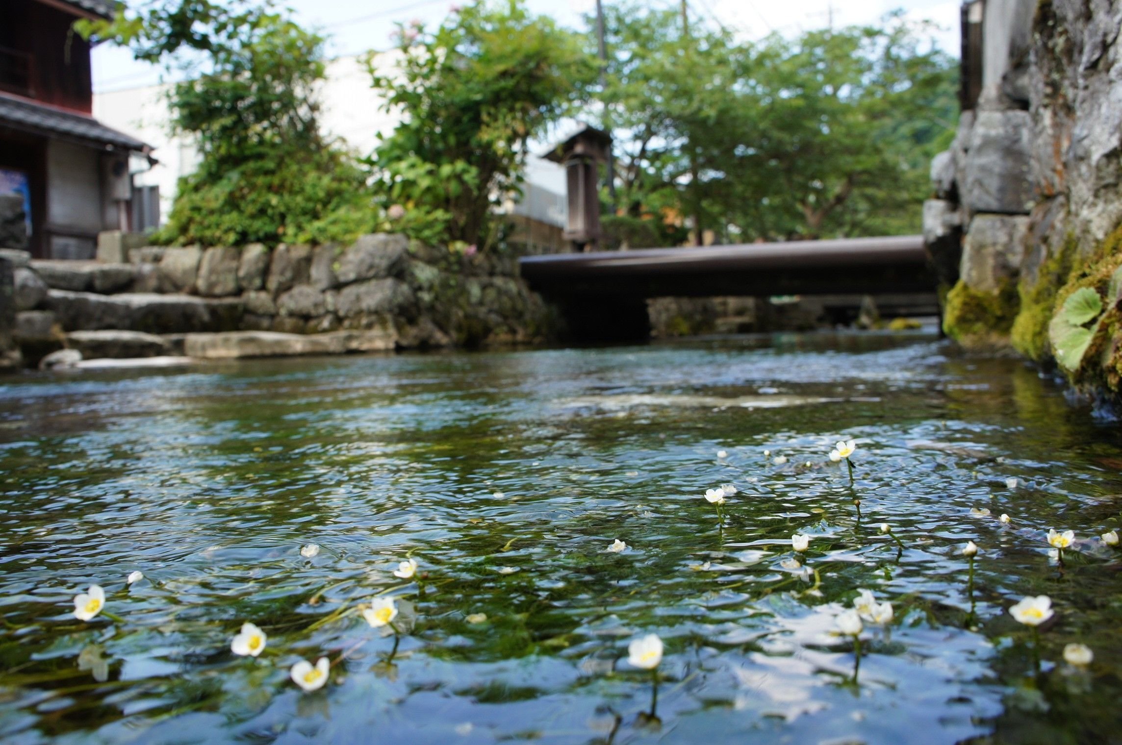 0178 ヤマトタケルが身を清めたレアな群生地「地蔵川の梅花藻