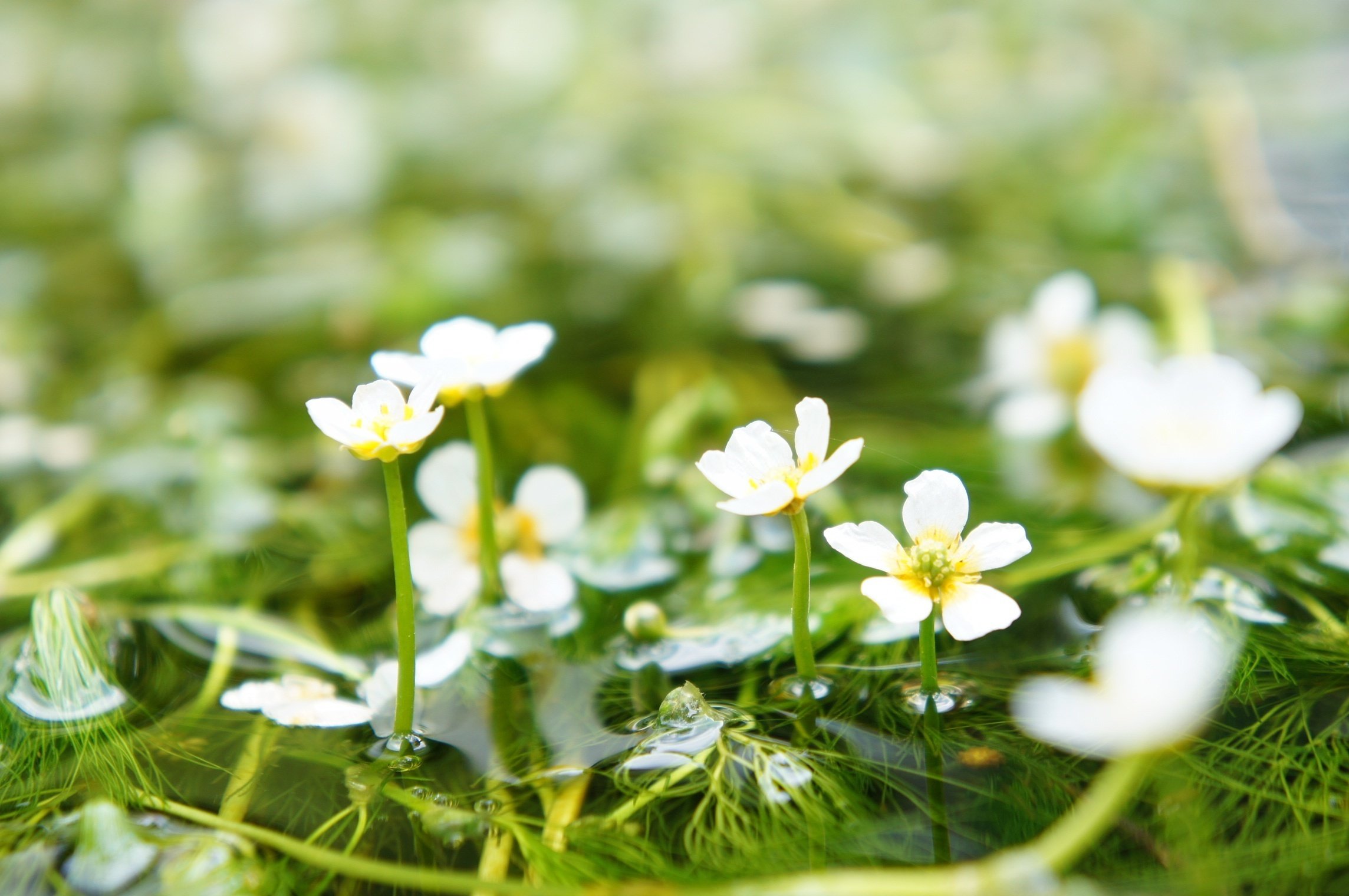0178 ヤマトタケルが身を清めたレアな群生地「地蔵川の梅花藻」（滋賀