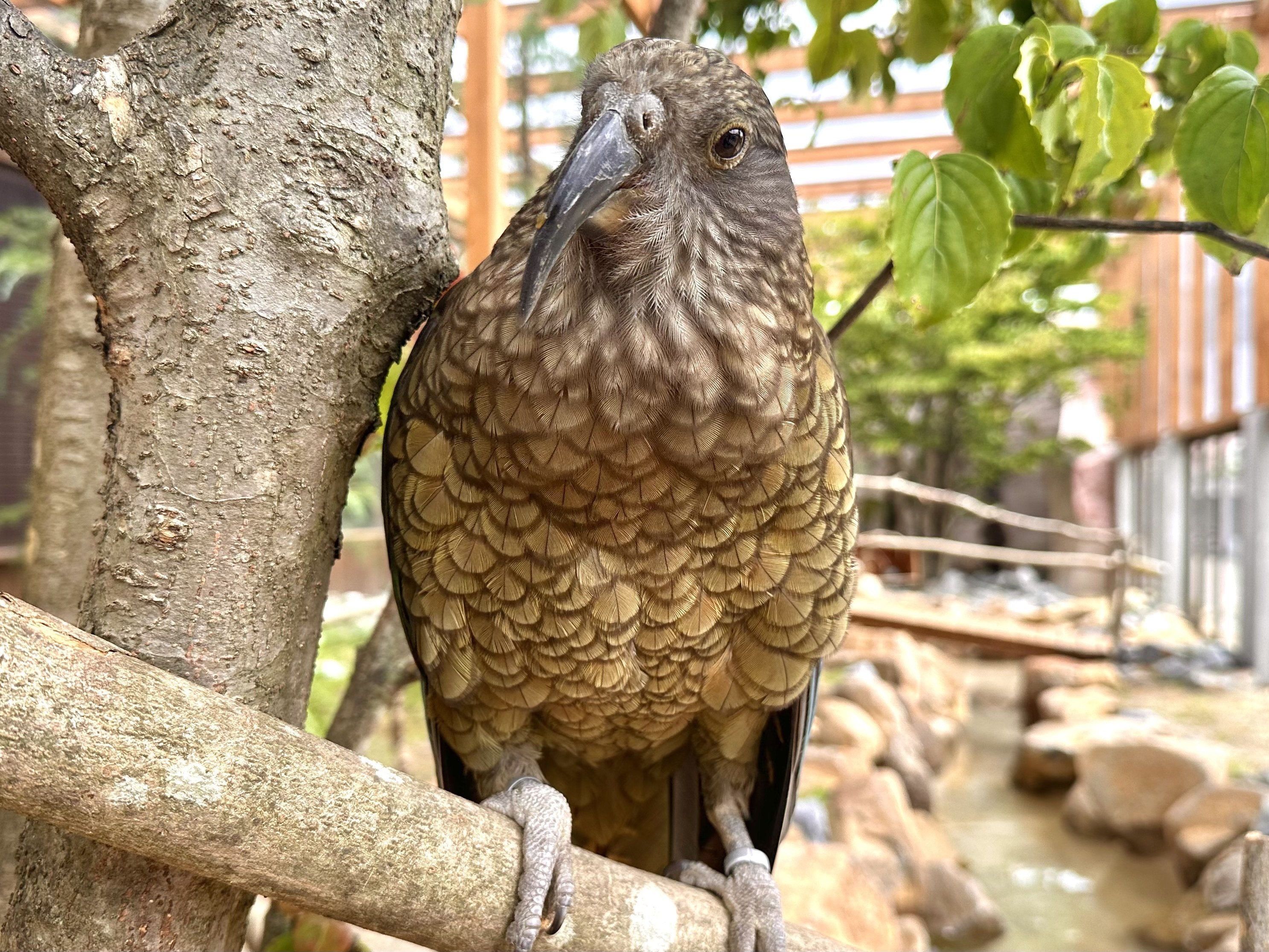 ミヤマオウムのニーナが死亡しました｜那須どうぶつ王国公式note