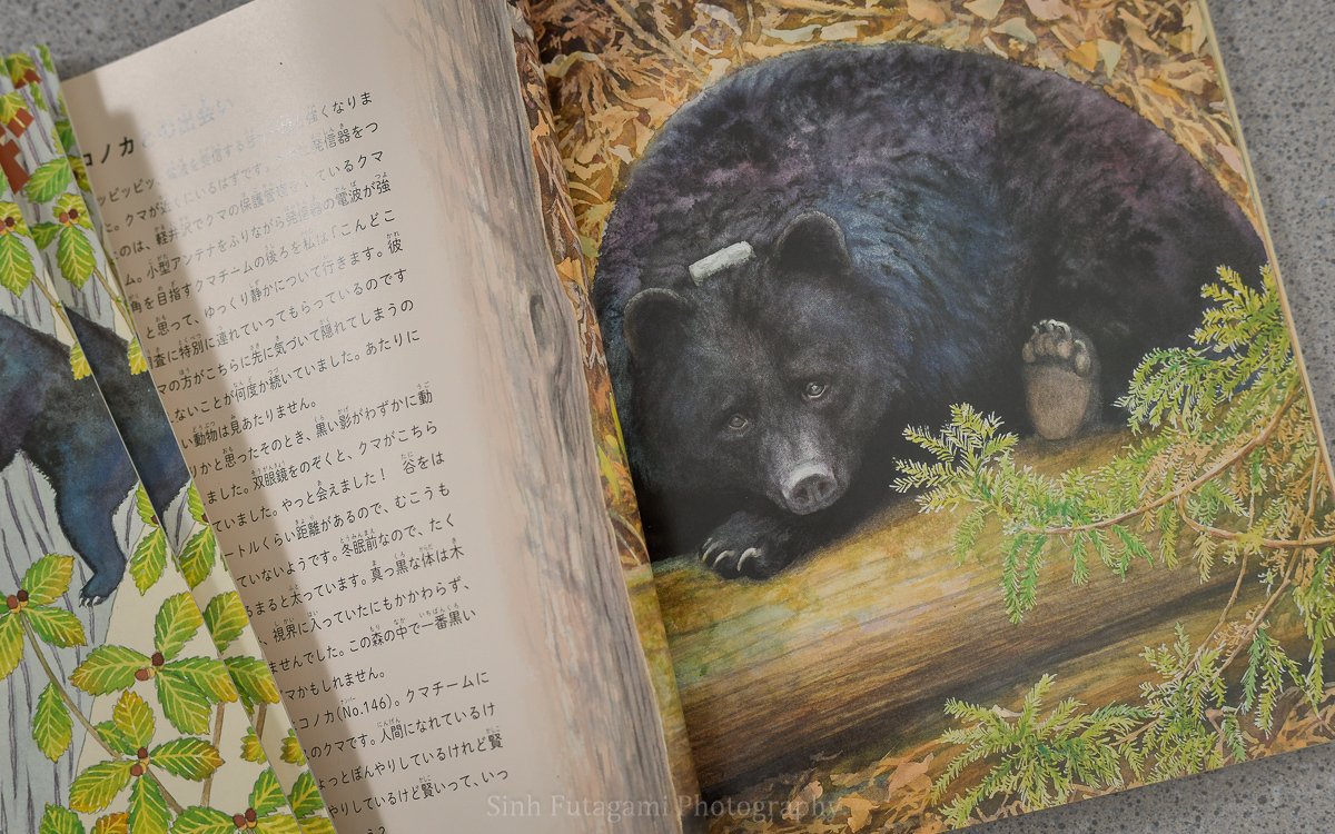 クマの本】たくさんのふしぎ - となりにすんでる クマのこと｜Sinh