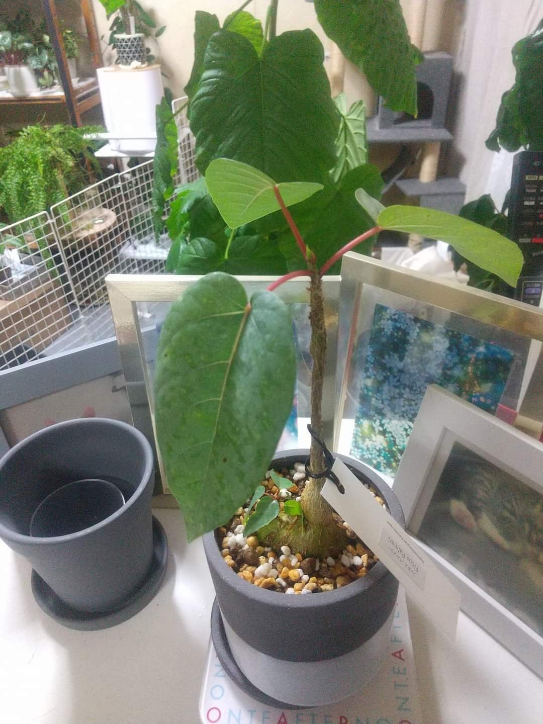 フィカス パルメリー】生長記録 と、わが家のフィカス｜micyu