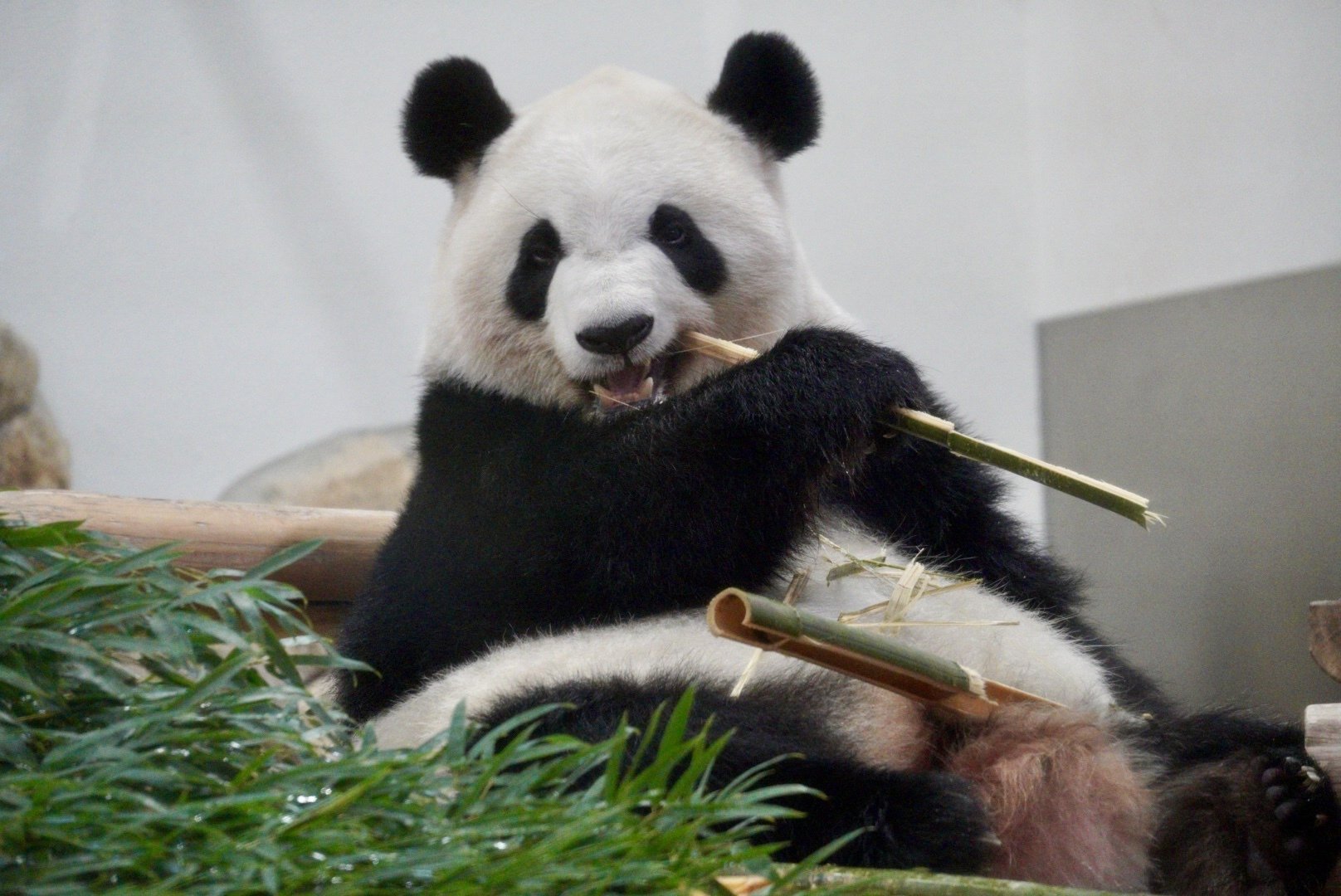 感謝DAY②｜柚子