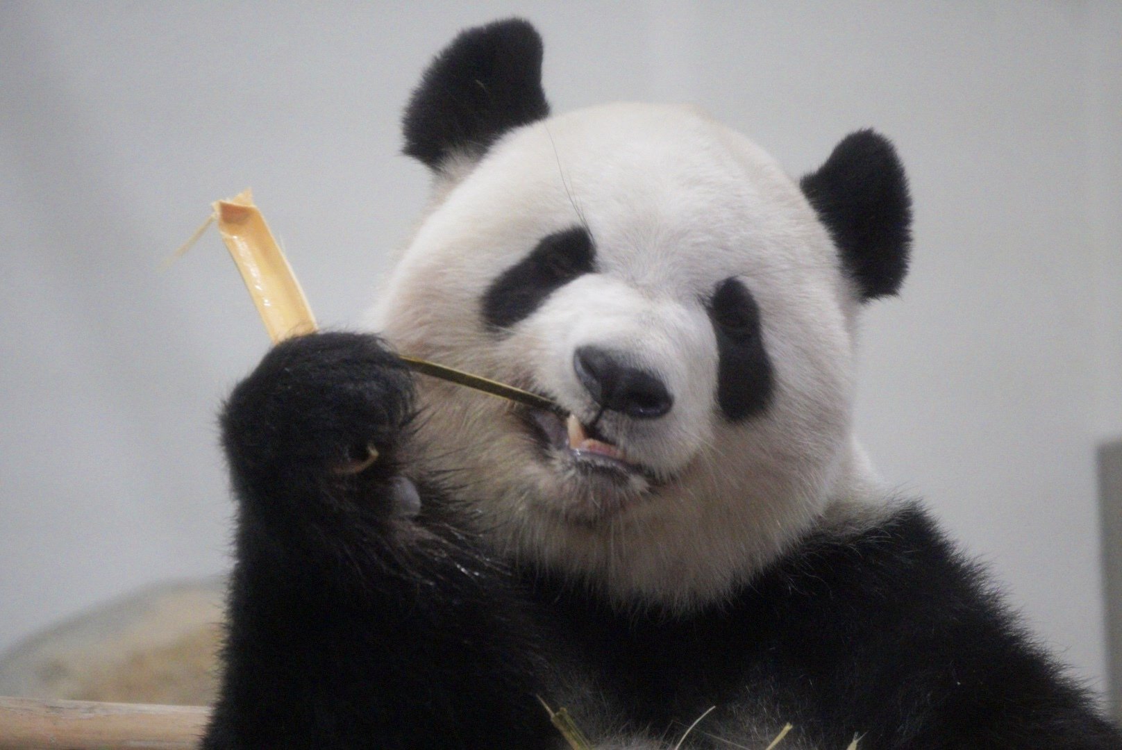 感謝DAY②｜柚子