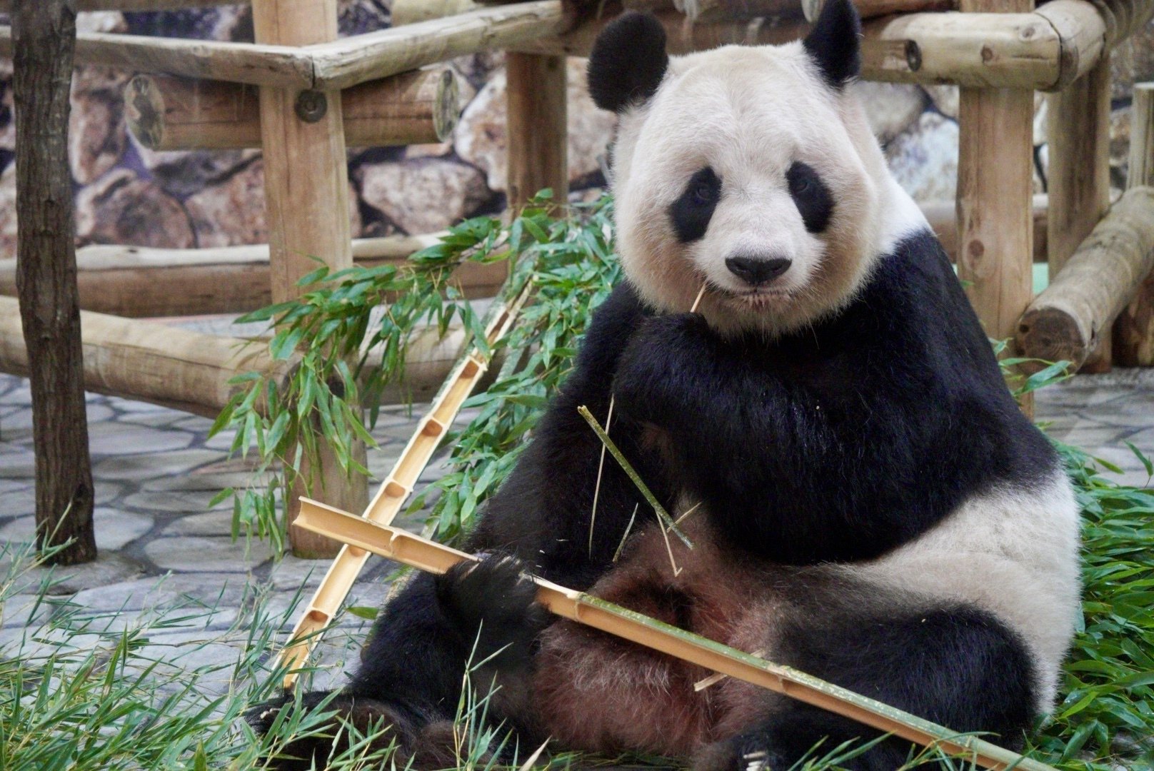 感謝DAY②｜柚子