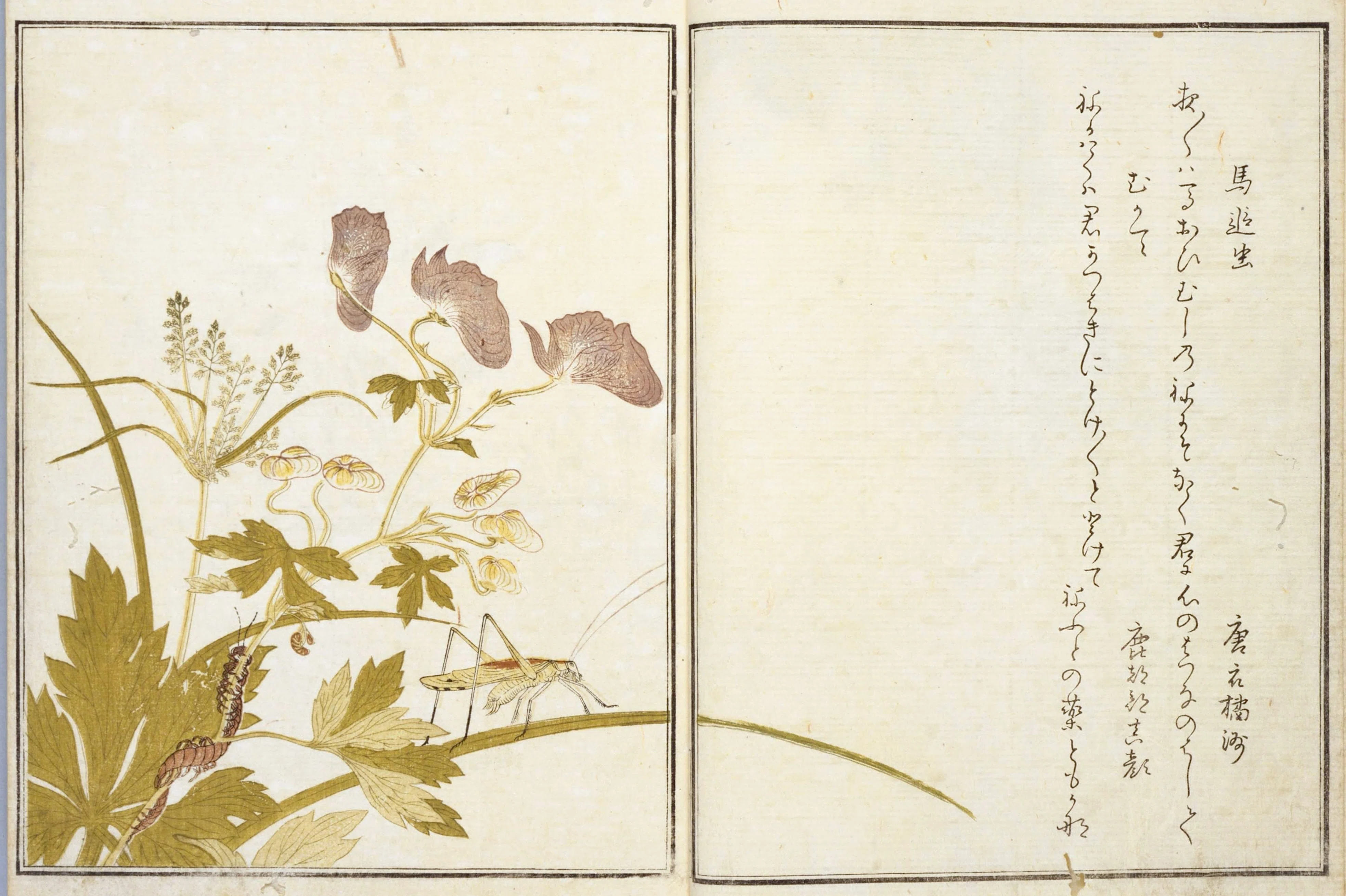 蔦屋重三郎と喜多川歌麿のタッグが生んだ『画本虫ゑらみ』……国立国会