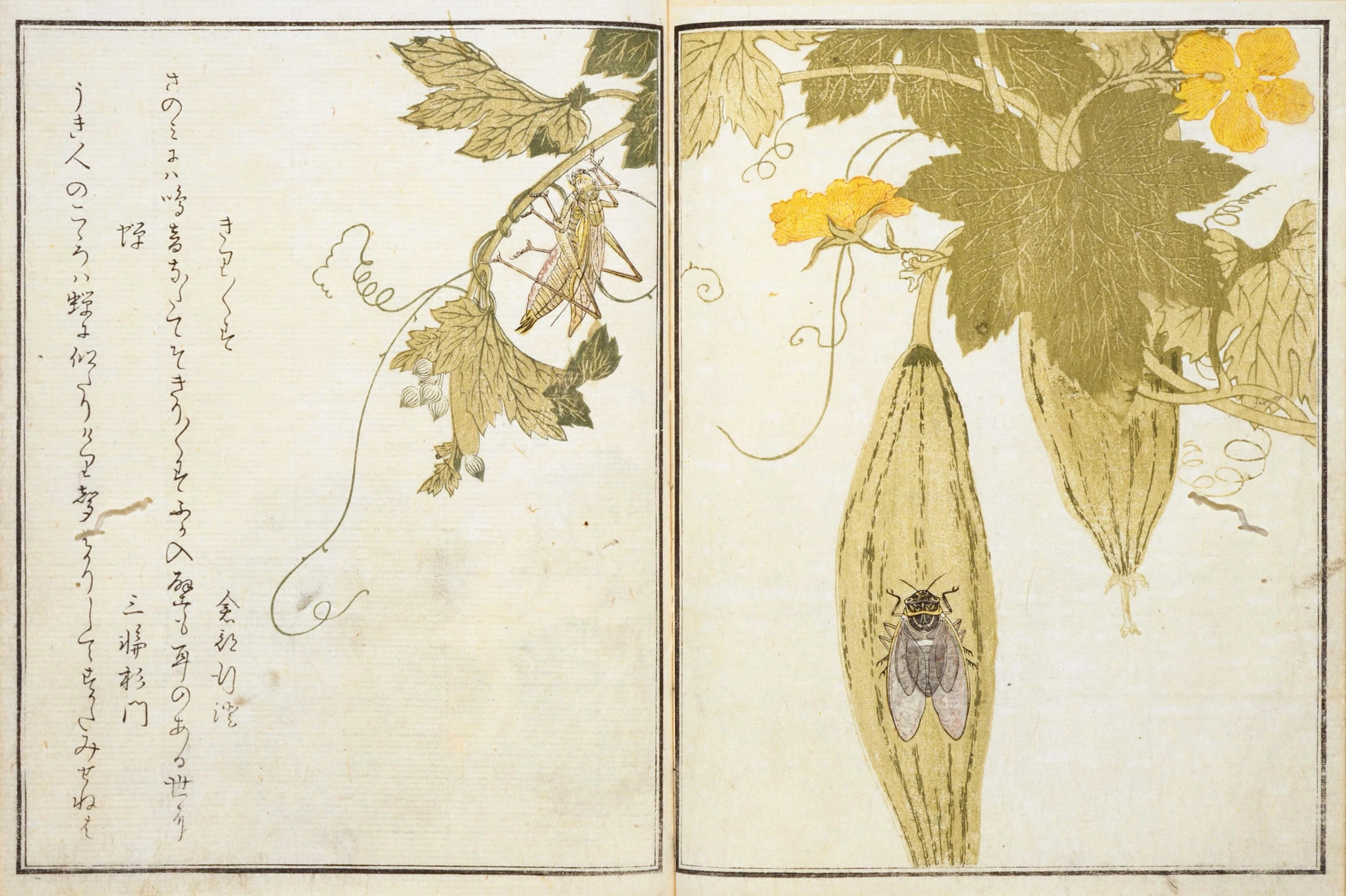 蔦屋重三郎と喜多川歌麿のタッグが生んだ『画本虫ゑらみ』……国立国会
