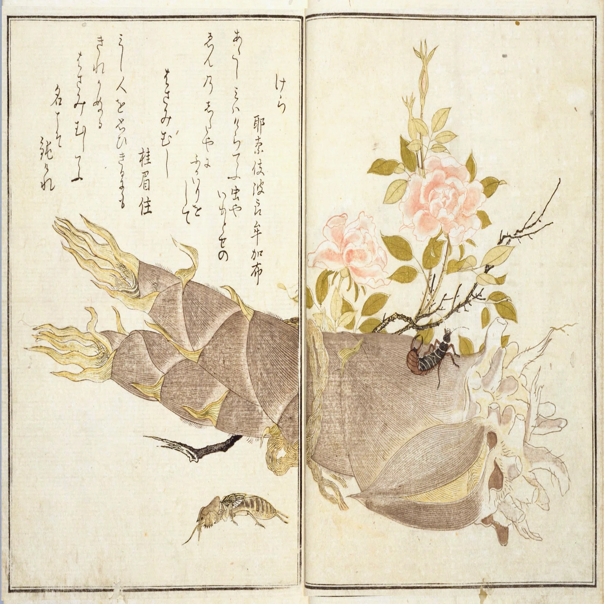 蔦屋重三郎と喜多川歌麿のタッグが生んだ『画本虫ゑらみ』……国立国会 