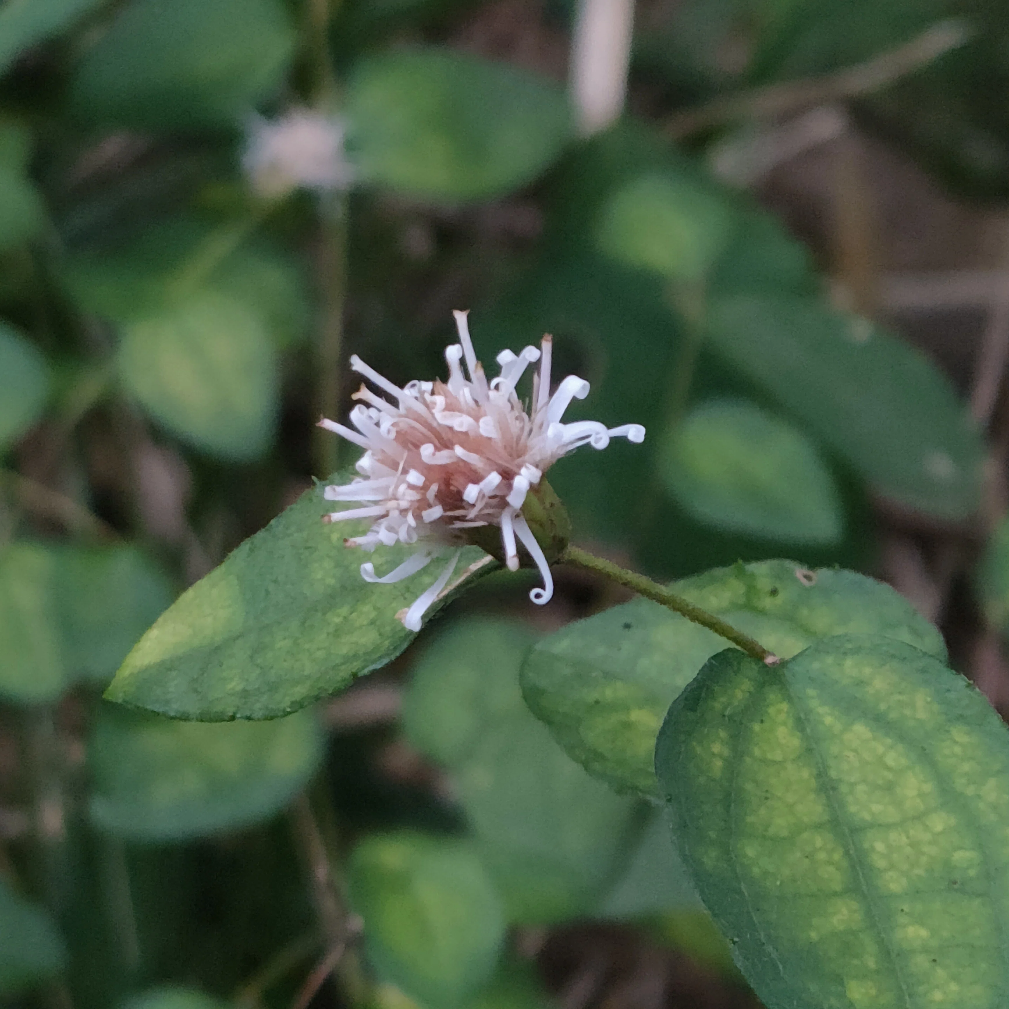 宿願叶って、アケボノソウ見物―南高尾山陵（今日のお花たち その39