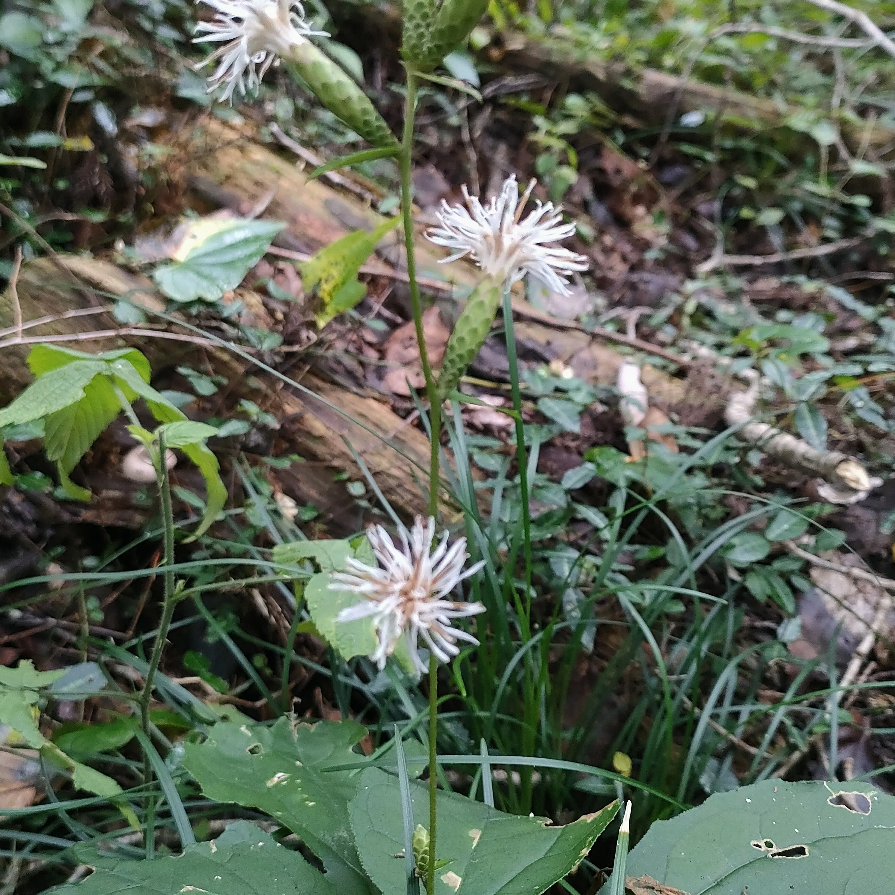 宿願叶って、アケボノソウ見物―南高尾山陵（今日のお花たち その39