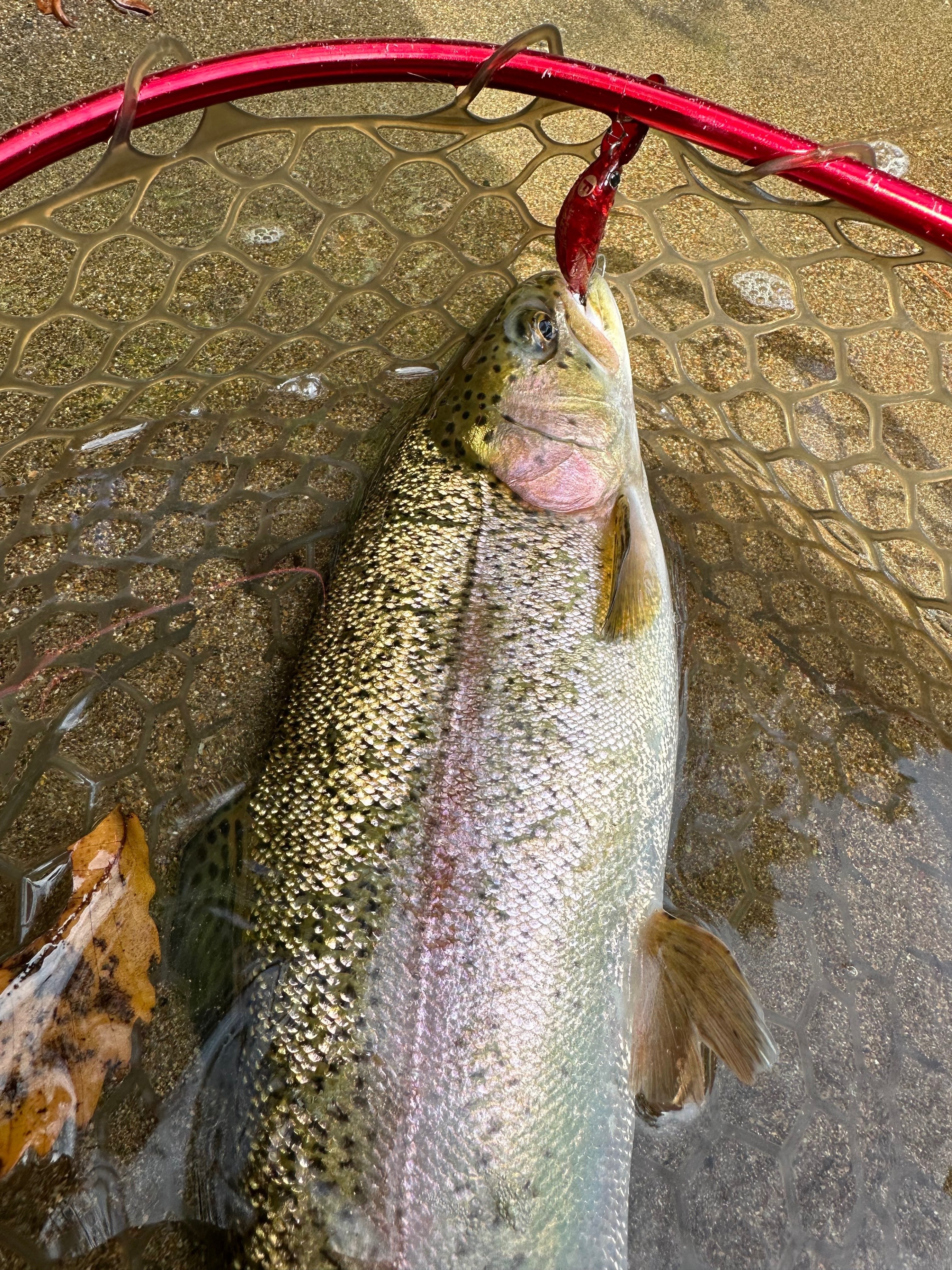 エリアクランクにおけるクリアレッド系カラー【ROSSO（ロッソ