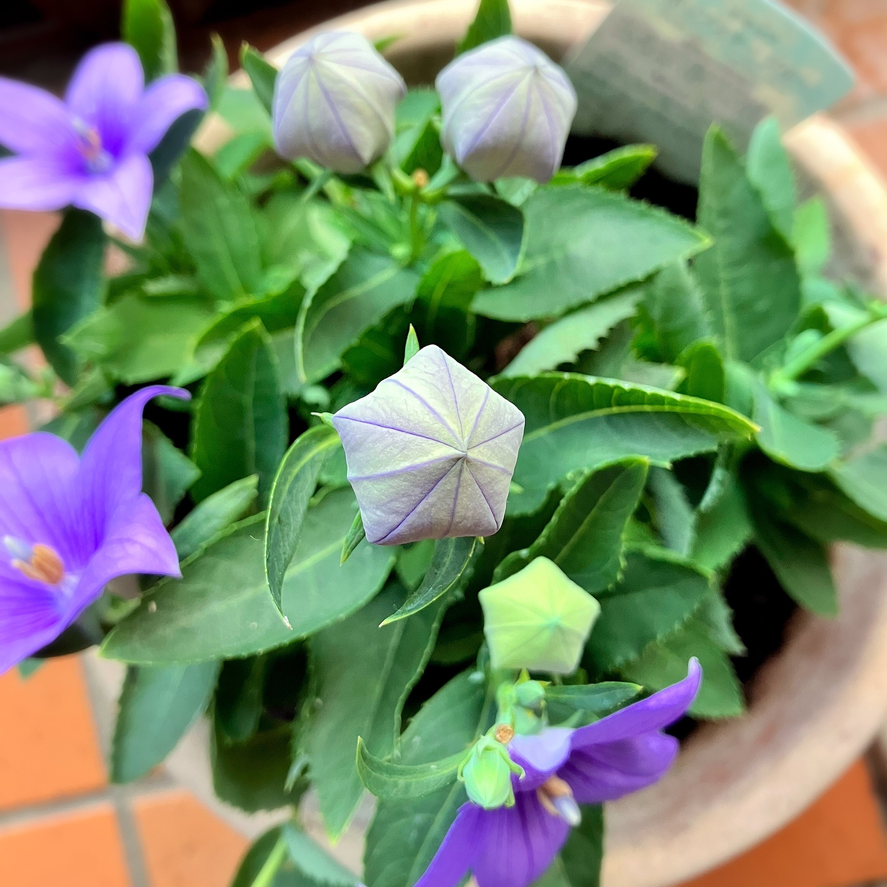 meme◡̈chanஐ⋆*様ご確認用秋色紫陽花ドライフラワー中輪40輪分ヘッド 紫陽花水無月と秋色紫陽花ドライフラワーヘッド小分け - メルカリ